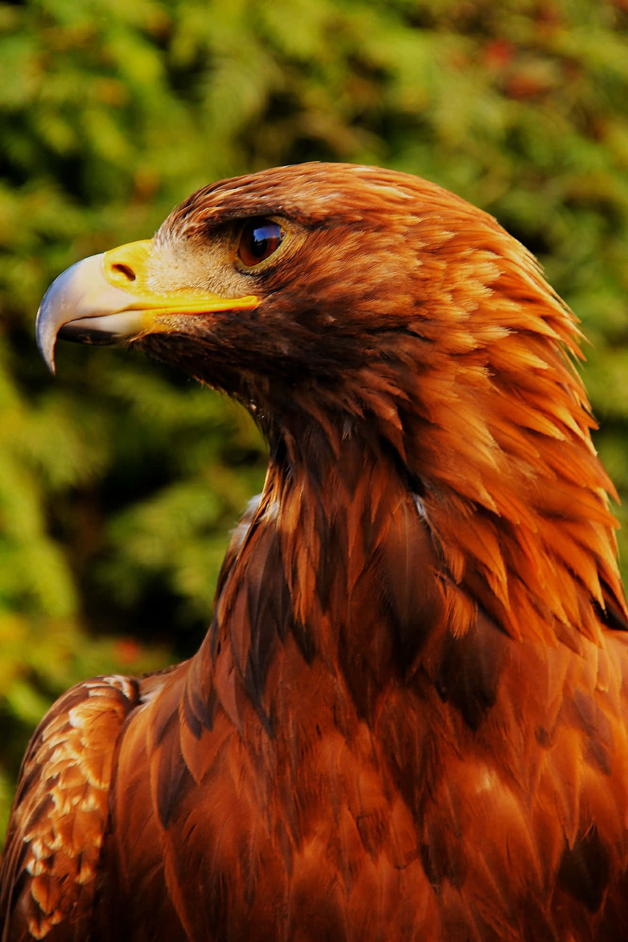 Eagle iPhone, golden eagle, rich brown feathers, Full HD Phone Wallpaper
