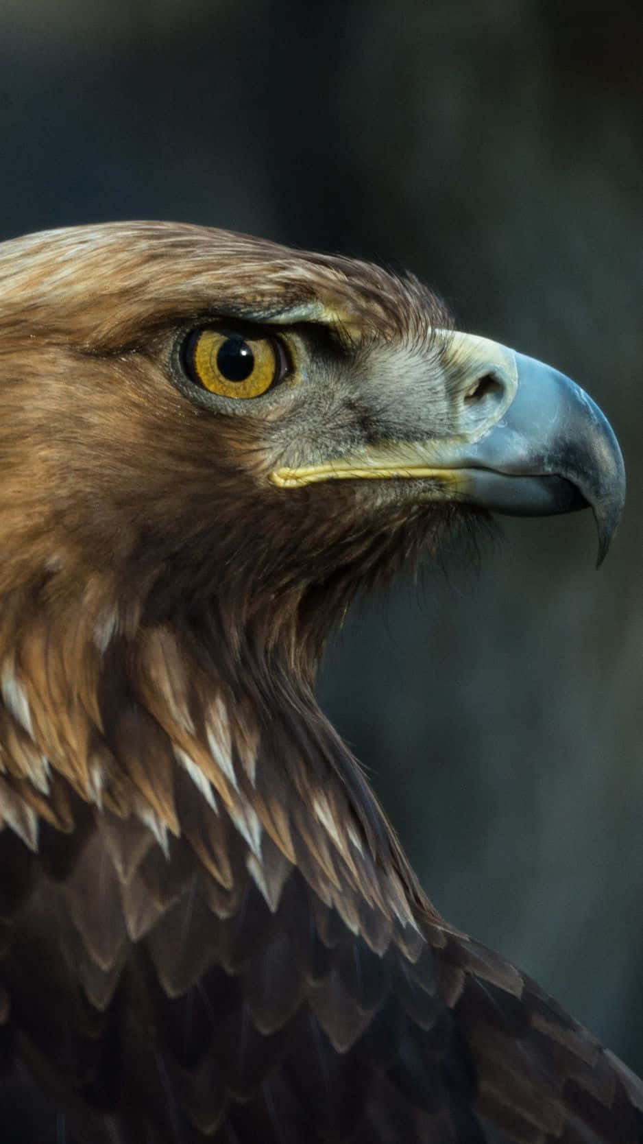 golden eagle, yellow eyes, brown feathers, HD Phone Wallpaper