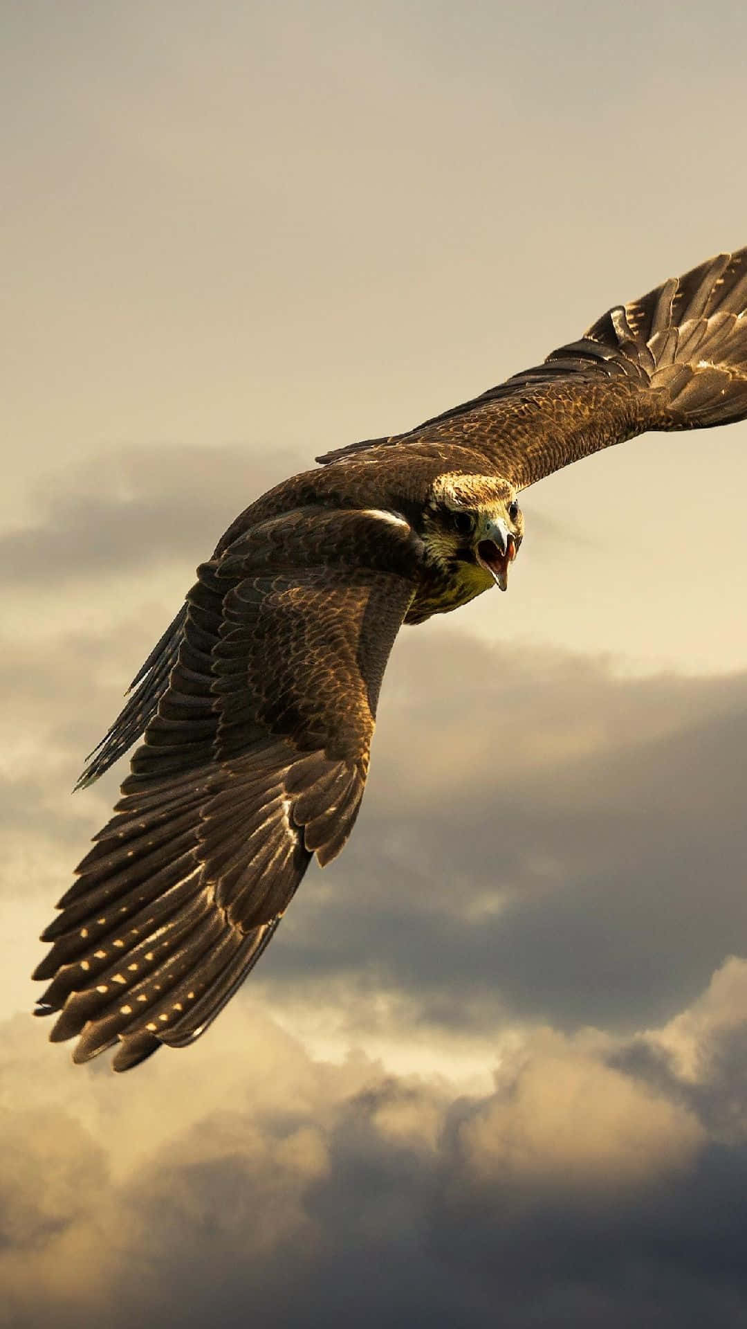 Eagle, iPhone, sunset, Full HD Phone Wallpaper