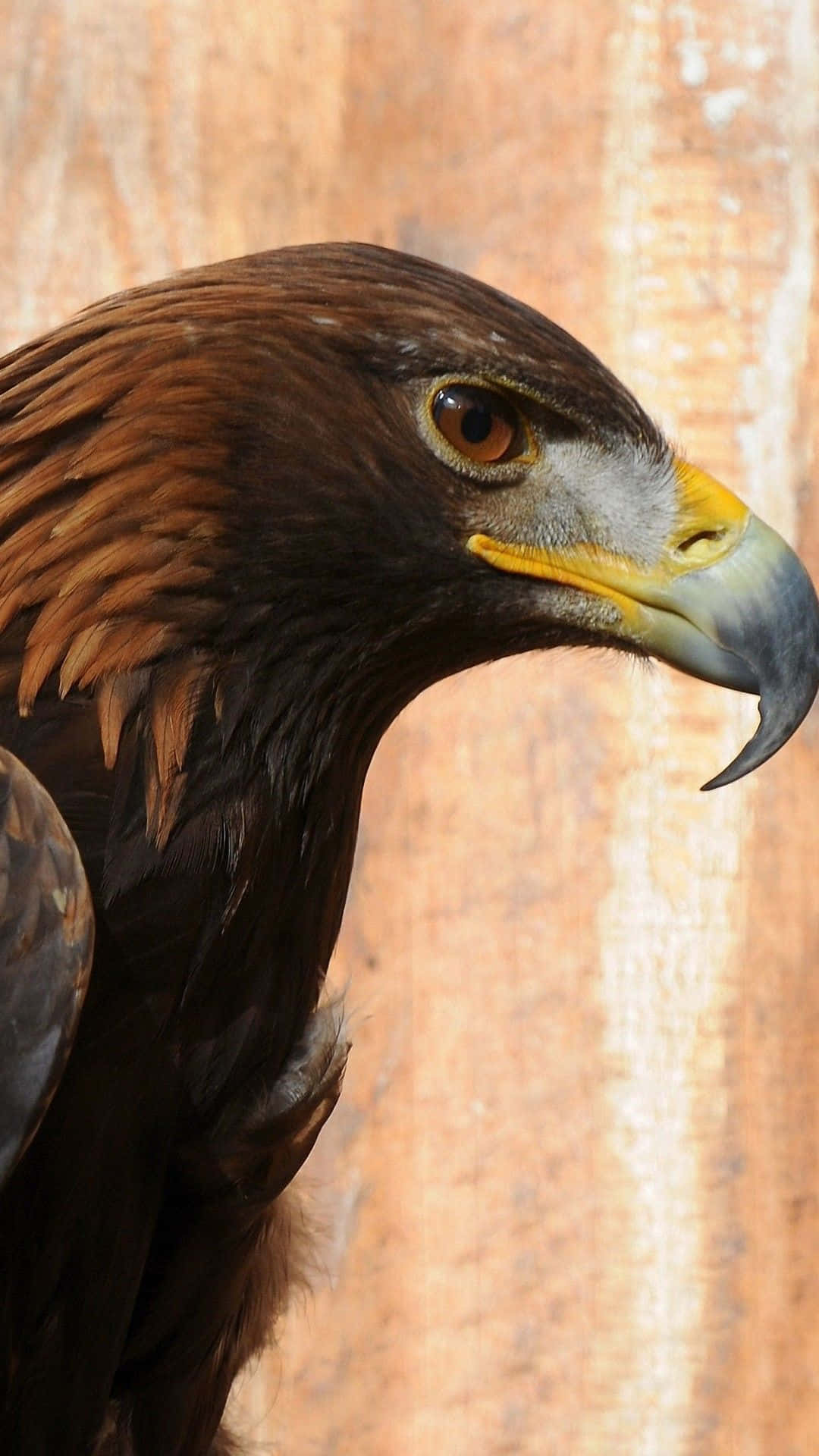 golden eagle, yellow beak, warm textured wooden background, Full HD Phone Wallpaper