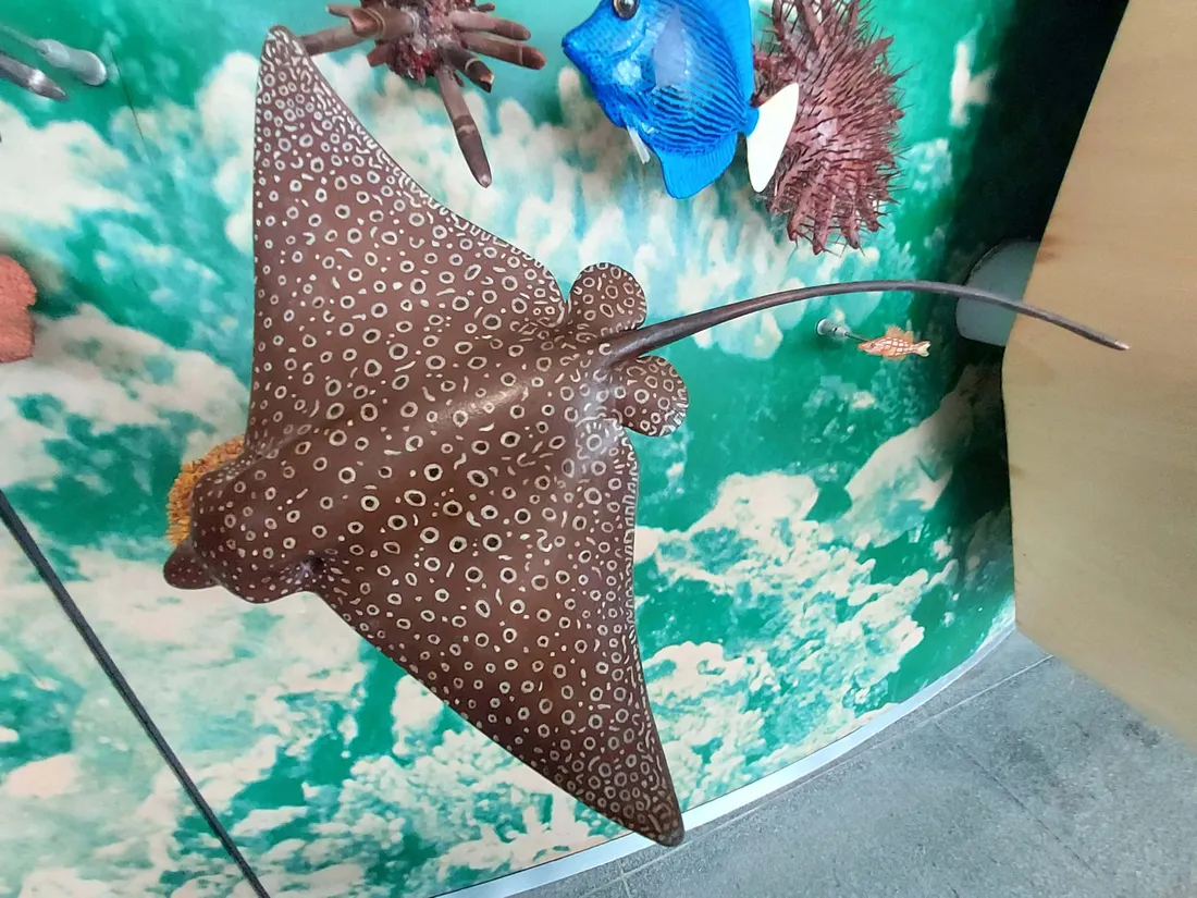 Eagle Ray