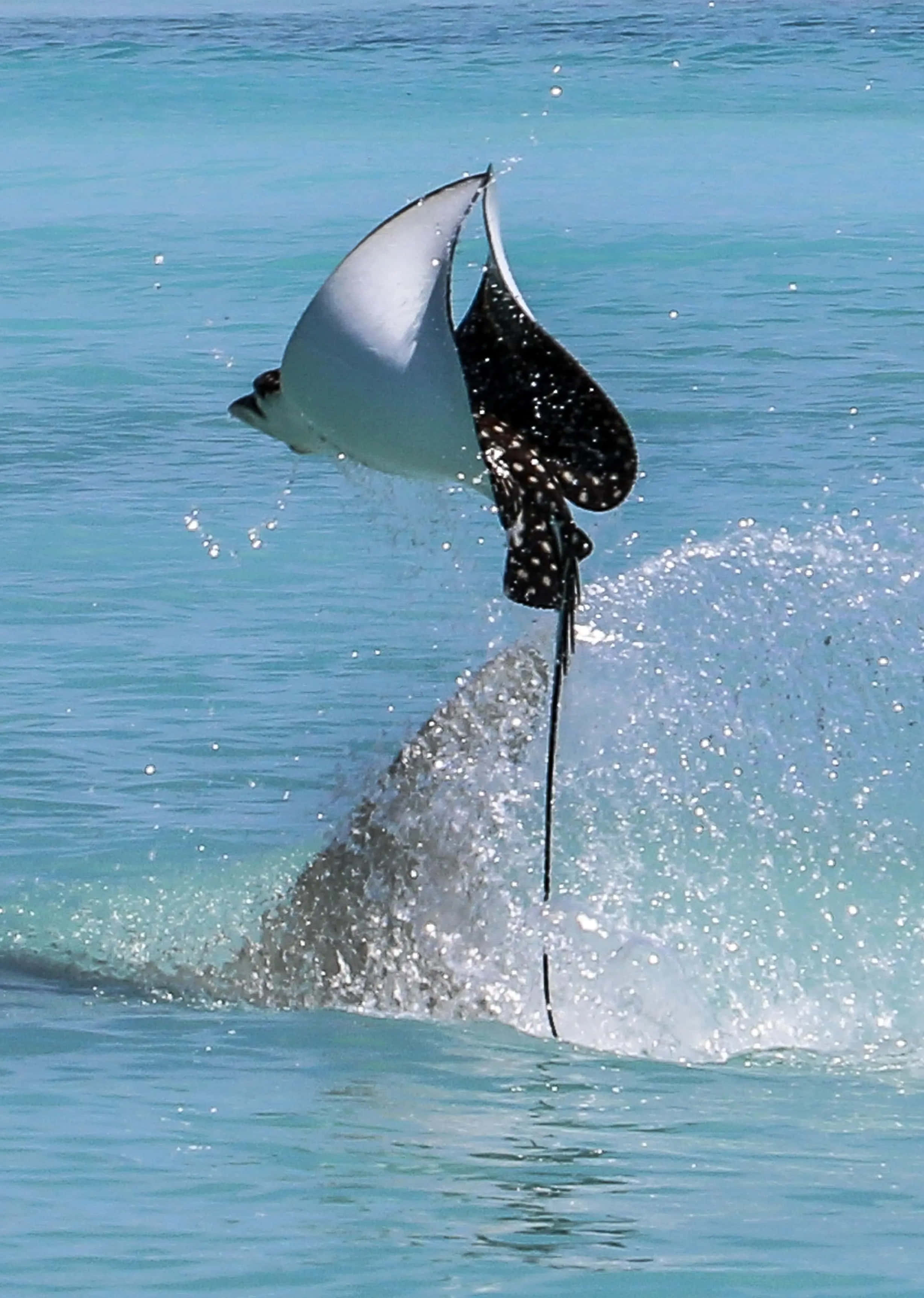 Eagle Ray, turquoise ocean water, bright sunlight, 2K Phone Wallpaper