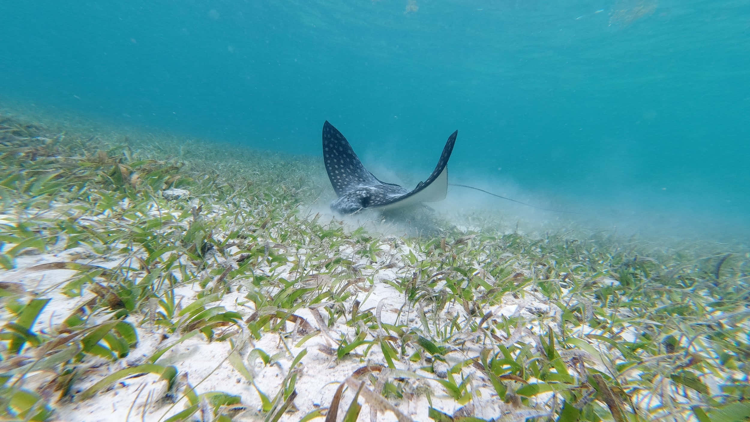 Eagle Ray, seagrass bed, sandy seabed, Full HD Desktop Wallpaper