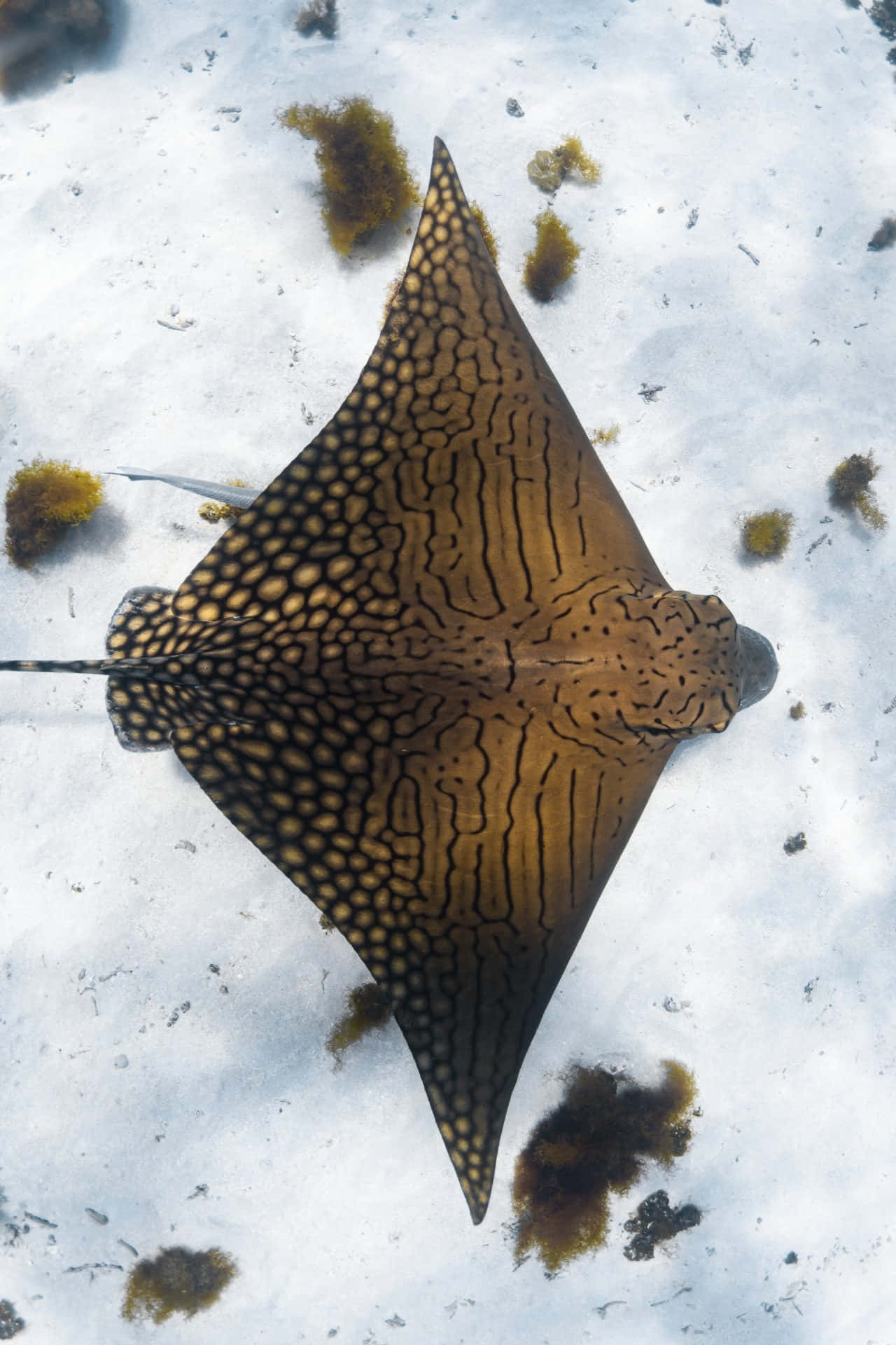 Eagle Ray, sandy ocean floor, sunlit, Full HD Phone Wallpaper