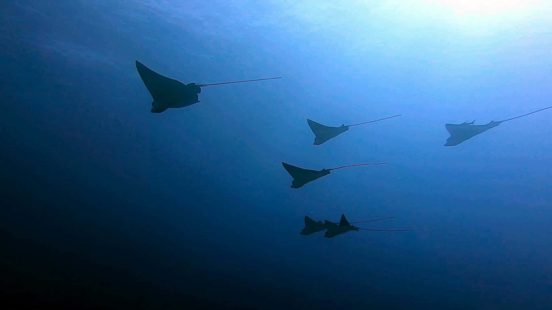 Eagle Ray, manta rays, deep blue ocean water, Full HD Desktop Wallpaper