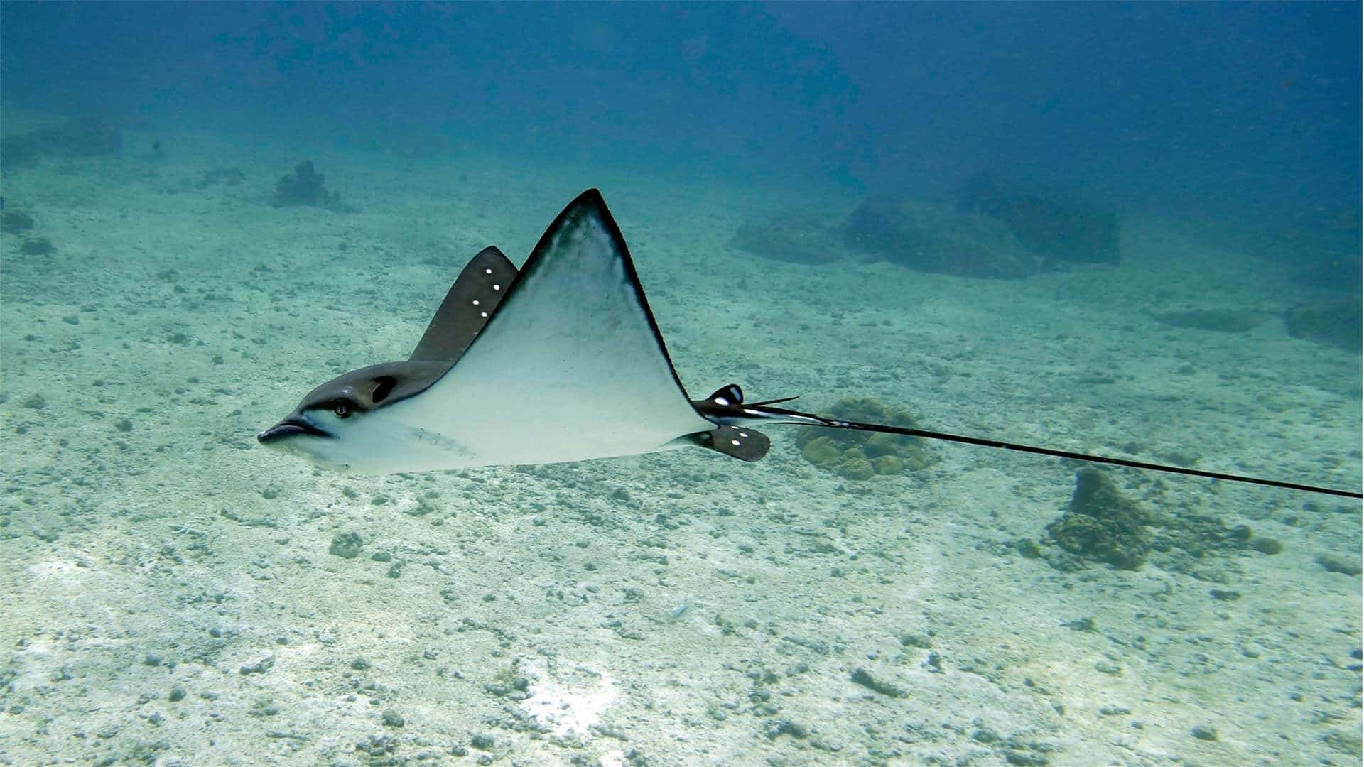Eagle Ray, sunlit sandy ocean floor, coral, Full HD Desktop Wallpaper
