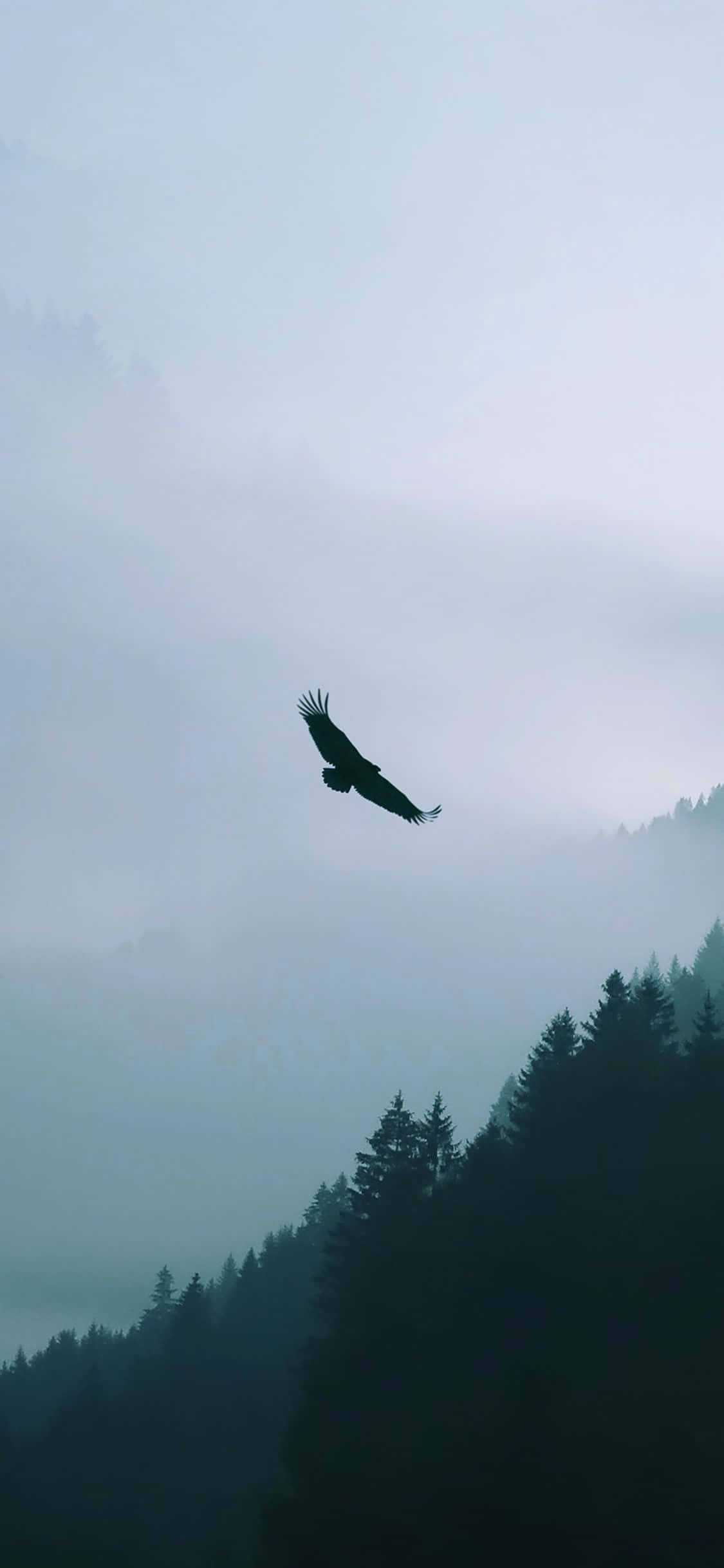 Eagle, iPhone, misty mountains, Full HD Phone Wallpaper