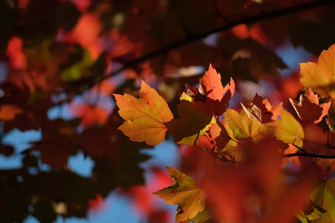 Early Fall