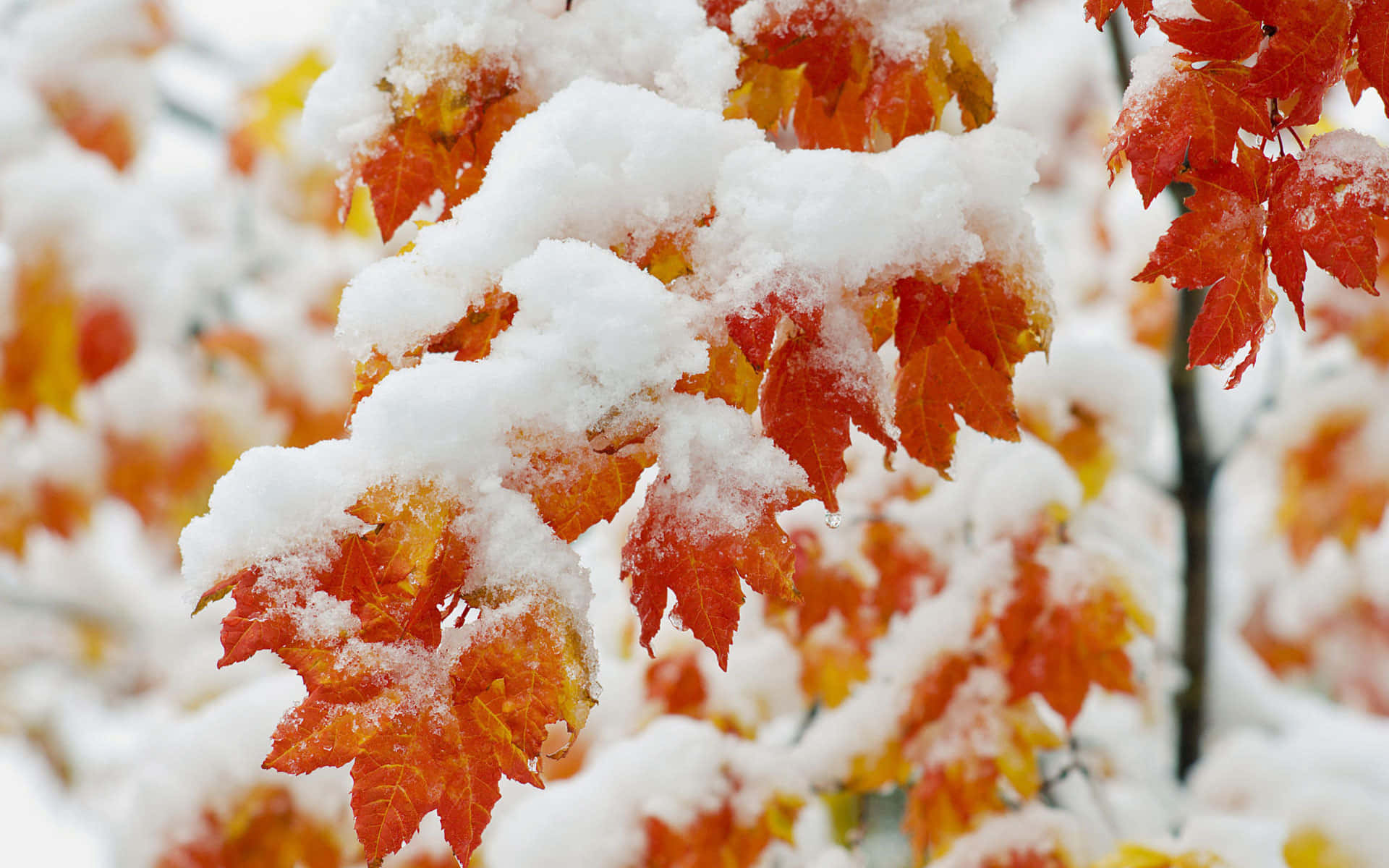 red and orange leaves, snow, maple leaves, Full HD Desktop Wallpaper