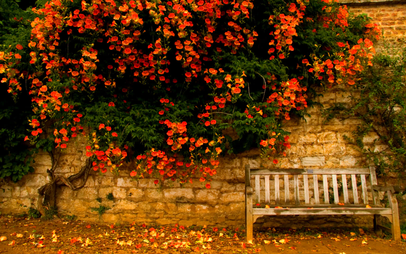 early fall, wooden bench, orange flowers, HD Desktop Wallpaper