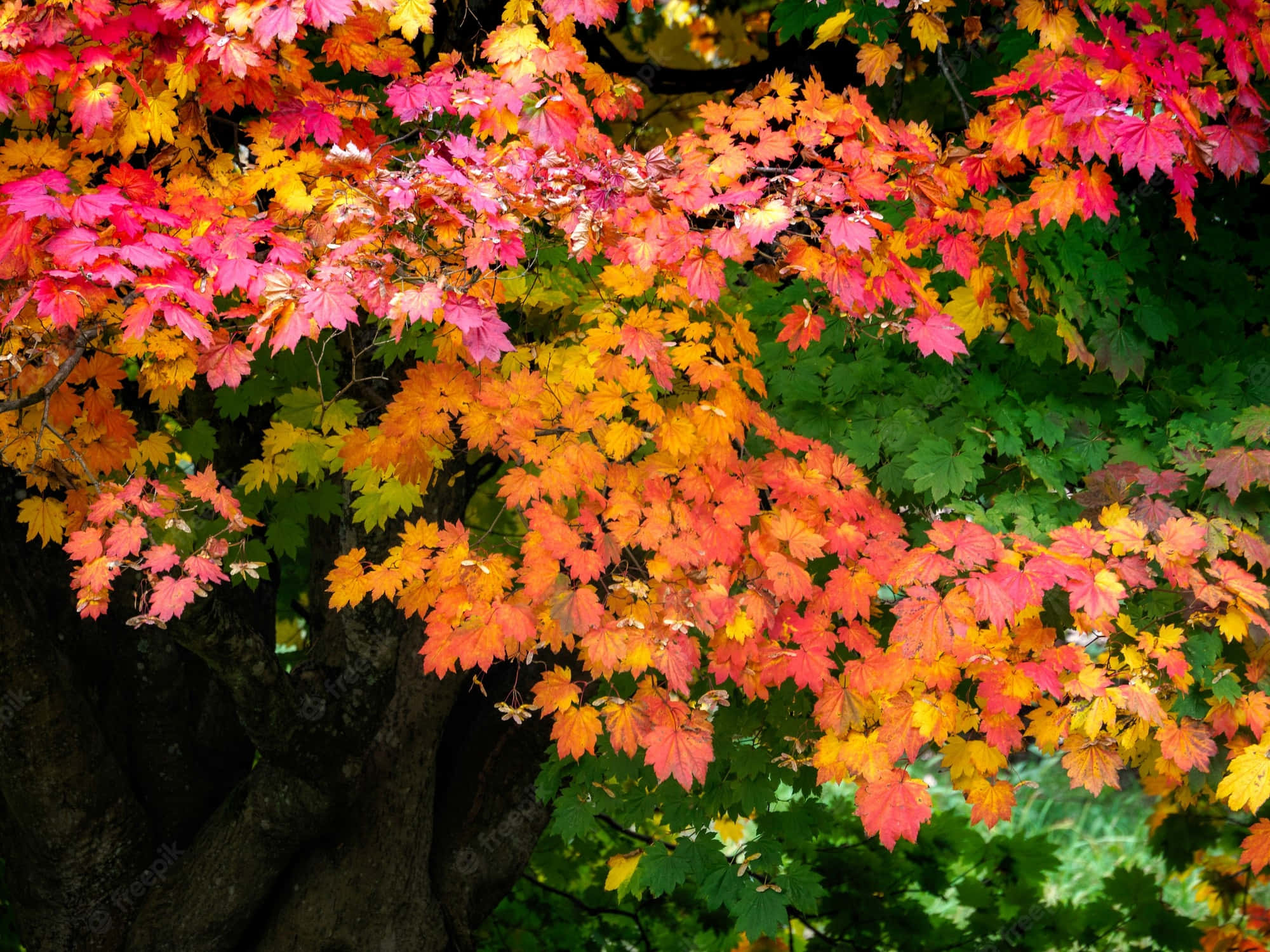 early fall, autumn maple leaves, fiery reds oranges and yellows, Full HD Desktop Wallpaper