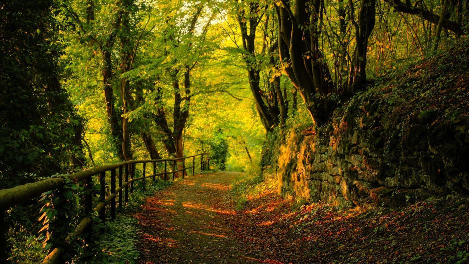 Early Fall, sunlit forest path, golden autumn trees, Full HD Desktop Wallpaper