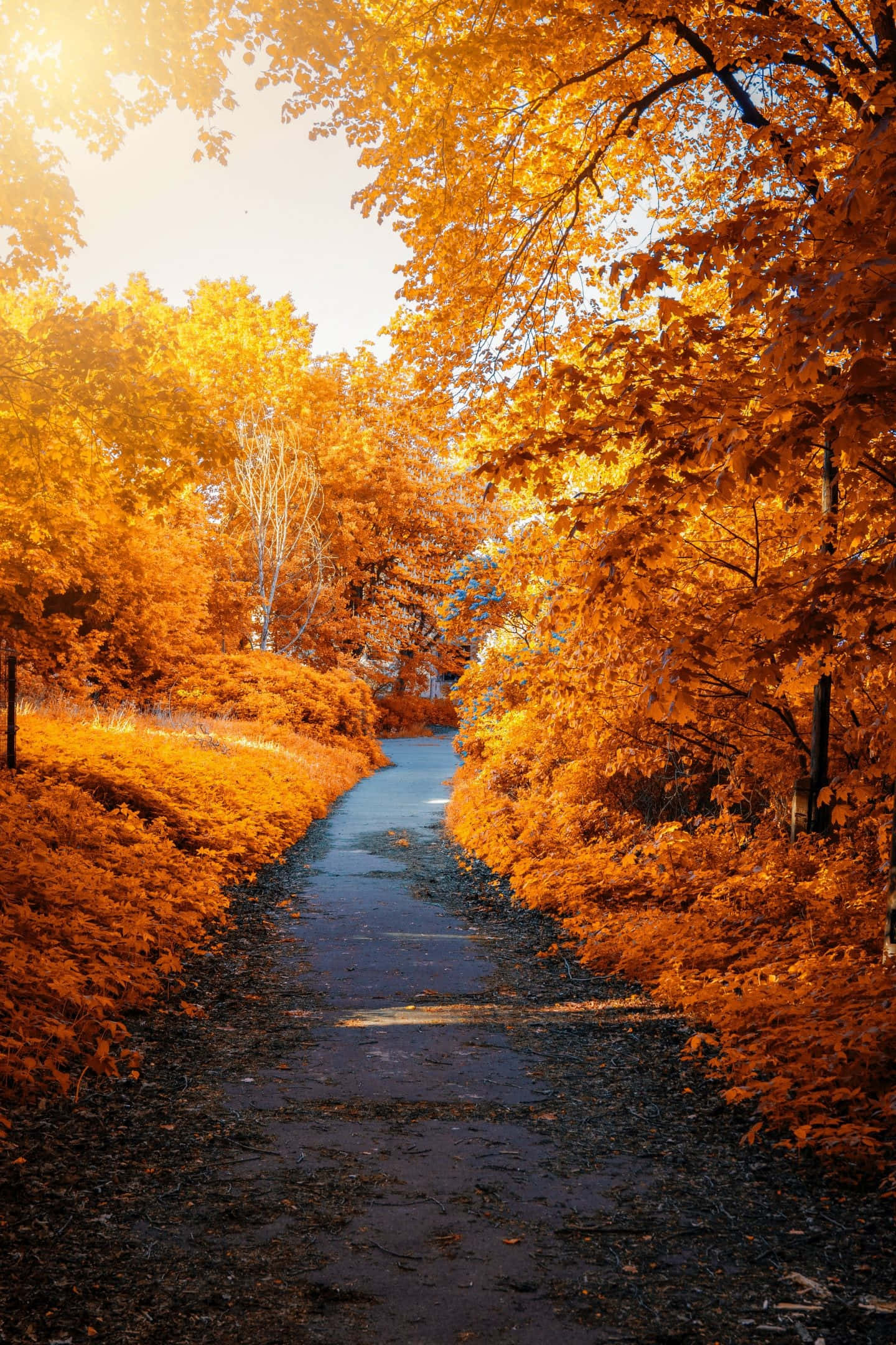 Early Fall, fiery orange autumn trees, warm golden sunlight, Full HD Phone Wallpaper