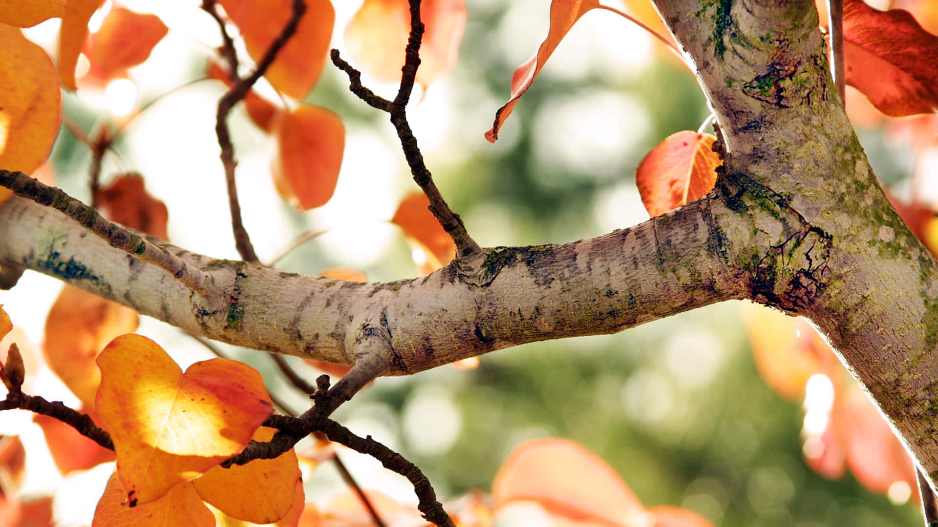 Early Fall, autumn tree branches, vibrant orange leaves, Full HD Desktop Wallpaper