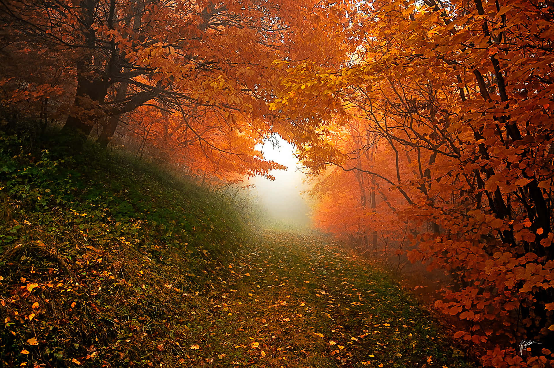 Orange Forest, Early Fall, misty autumn forest path, Full HD Desktop Wallpaper