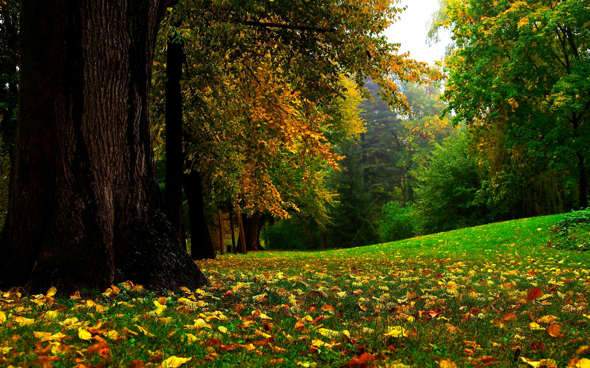Early Fall, sunlit forest path, autumn trees, Full HD Desktop Wallpaper