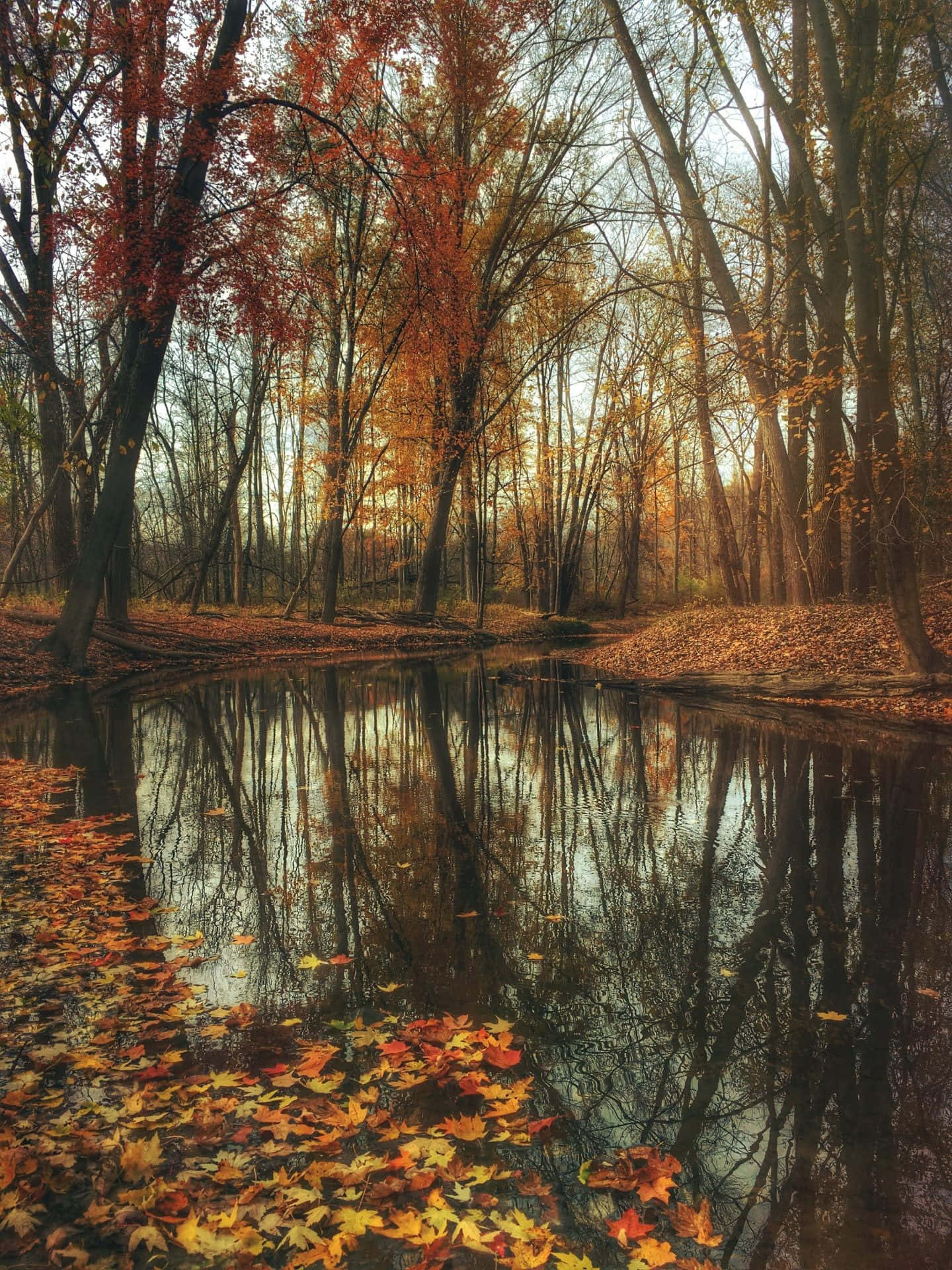 Early Fall, autumn forest, vibrant orange leaves, Full HD Phone Wallpaper