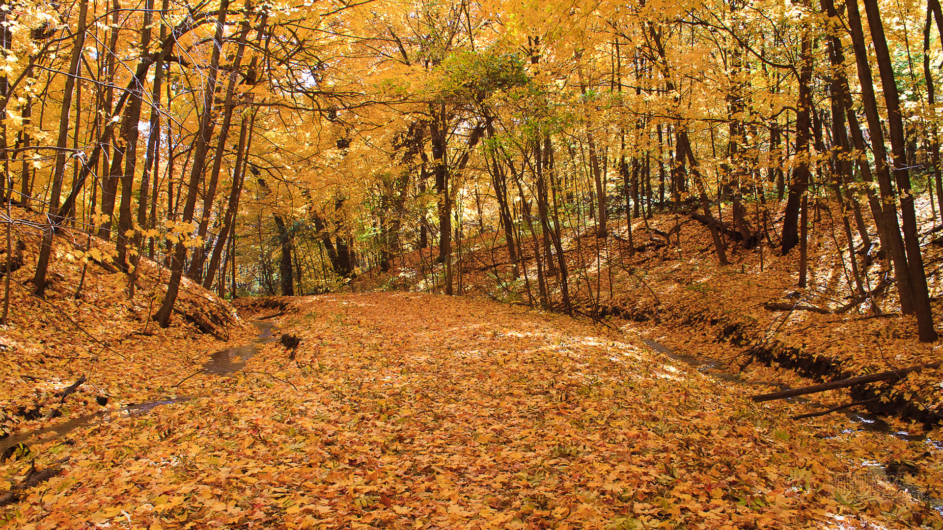 early fall, forest path, golden autumn leaves, Full HD Desktop Wallpaper