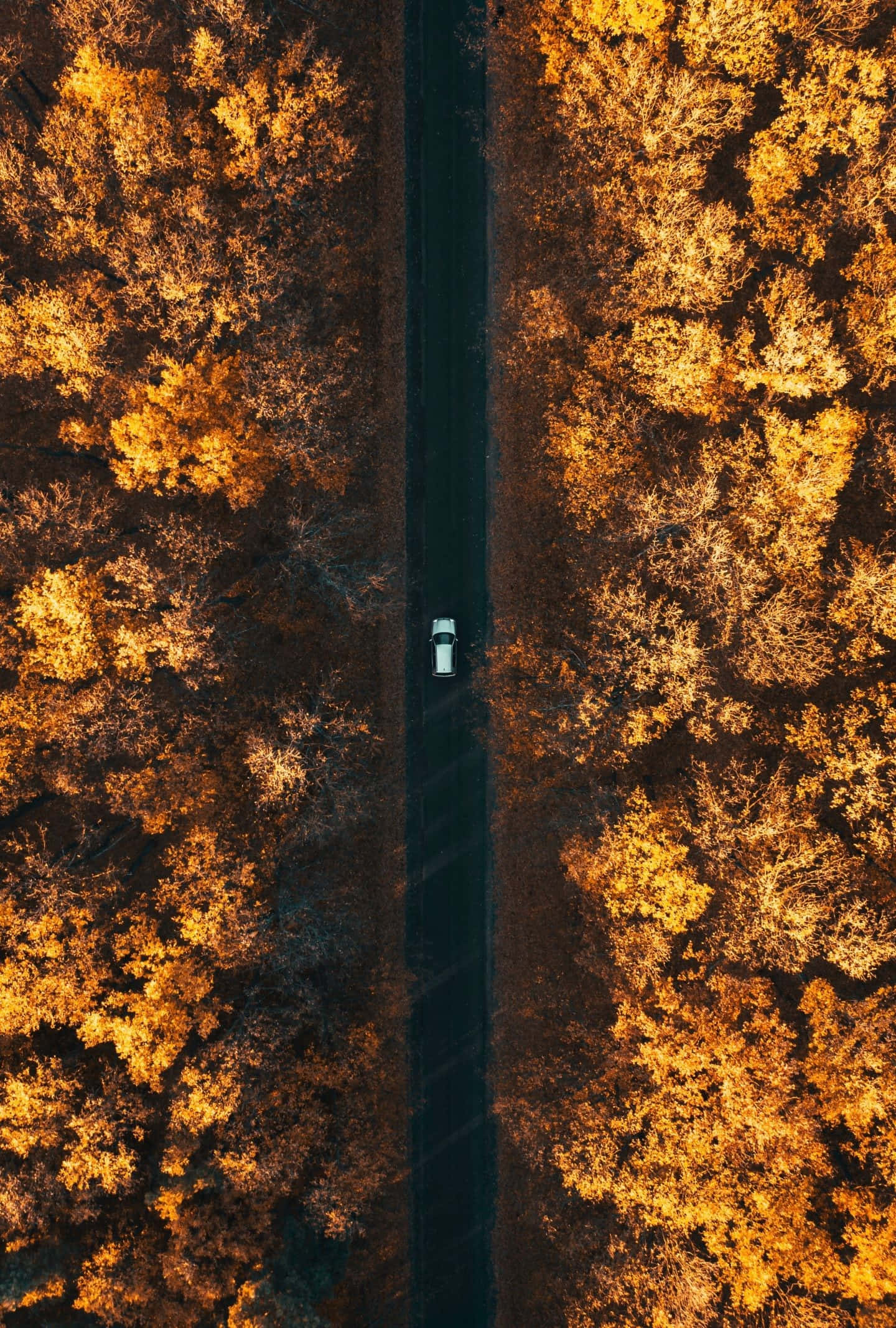 Early Fall, white car, dark road, Full HD Phone Wallpaper
