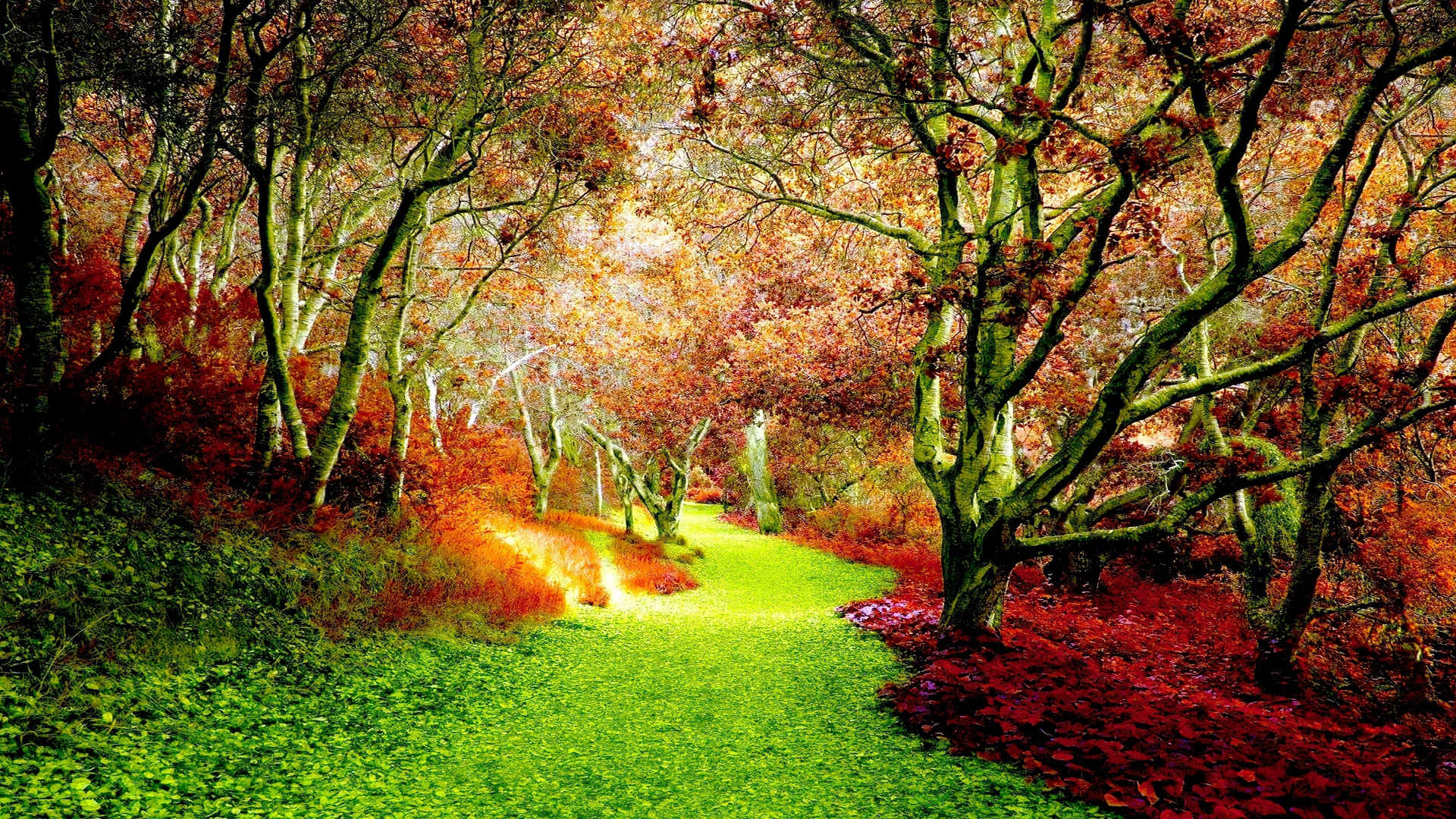 early fall, winding green path, autumn forest, Full HD Desktop Wallpaper
