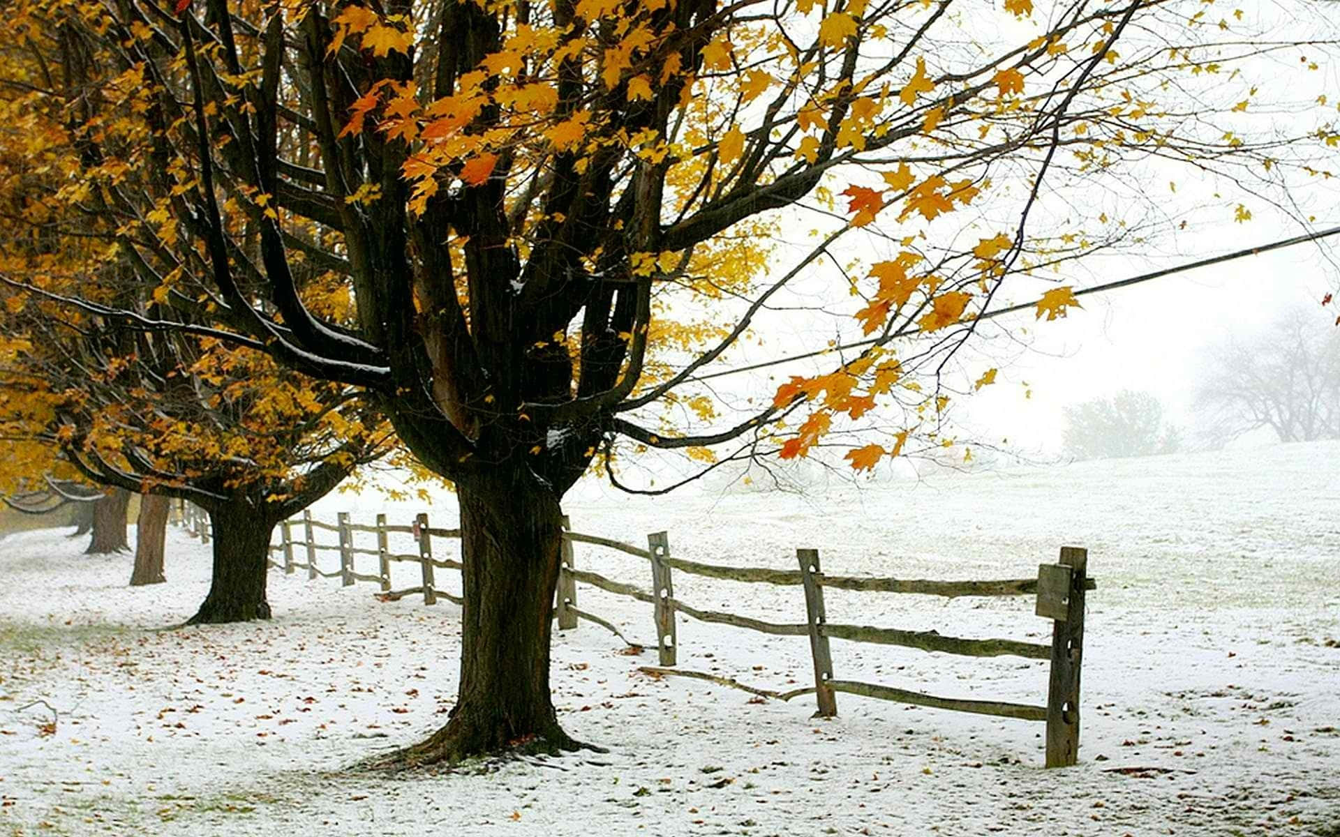 early fall, snow-dusted field, wooden fence, Full HD Desktop Wallpaper