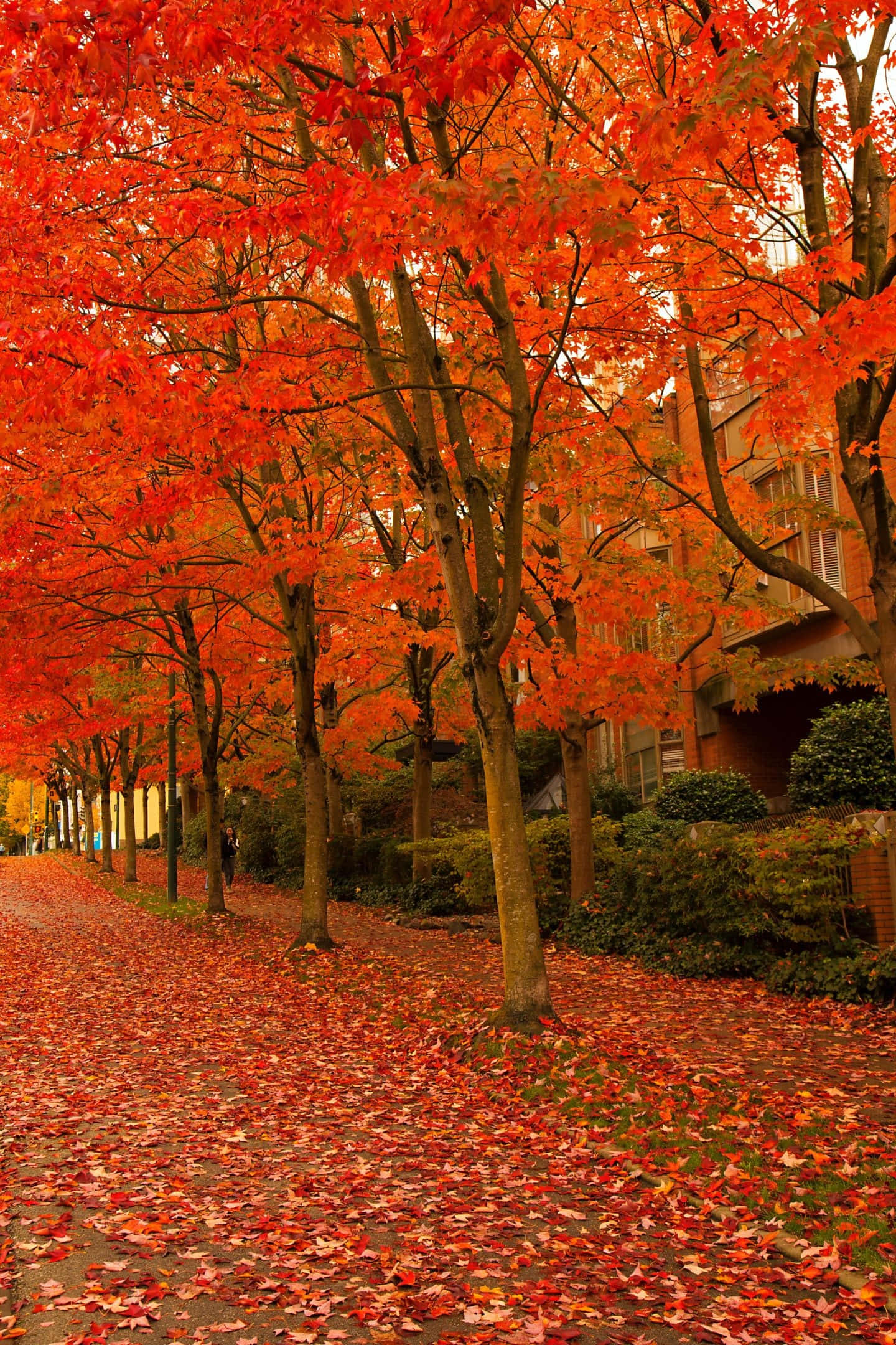 Early Fall, autumn pathway, fiery red maple trees, Full HD Phone Wallpaper