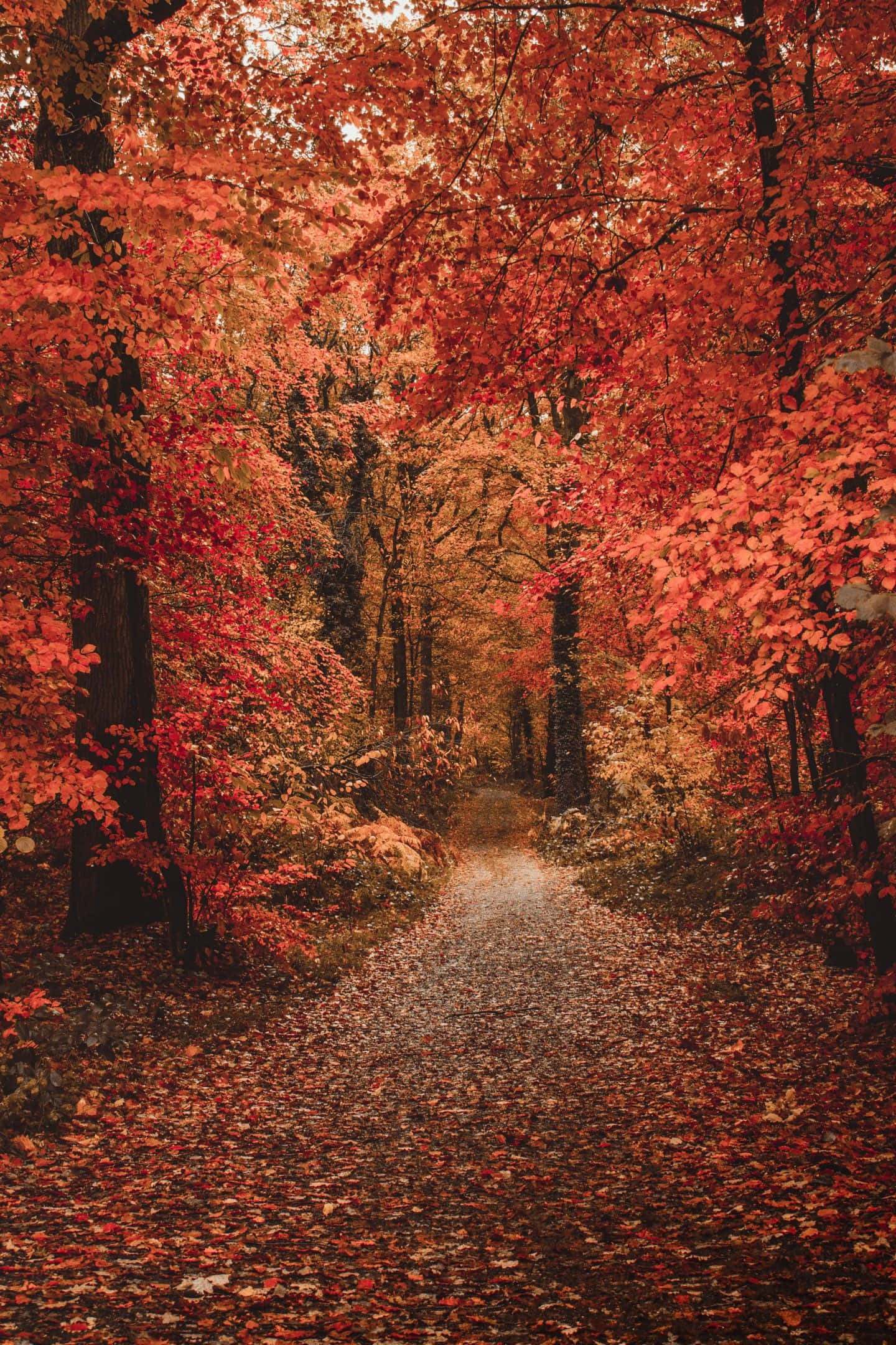 early fall, forest path, red leaves, Full HD Phone Wallpaper