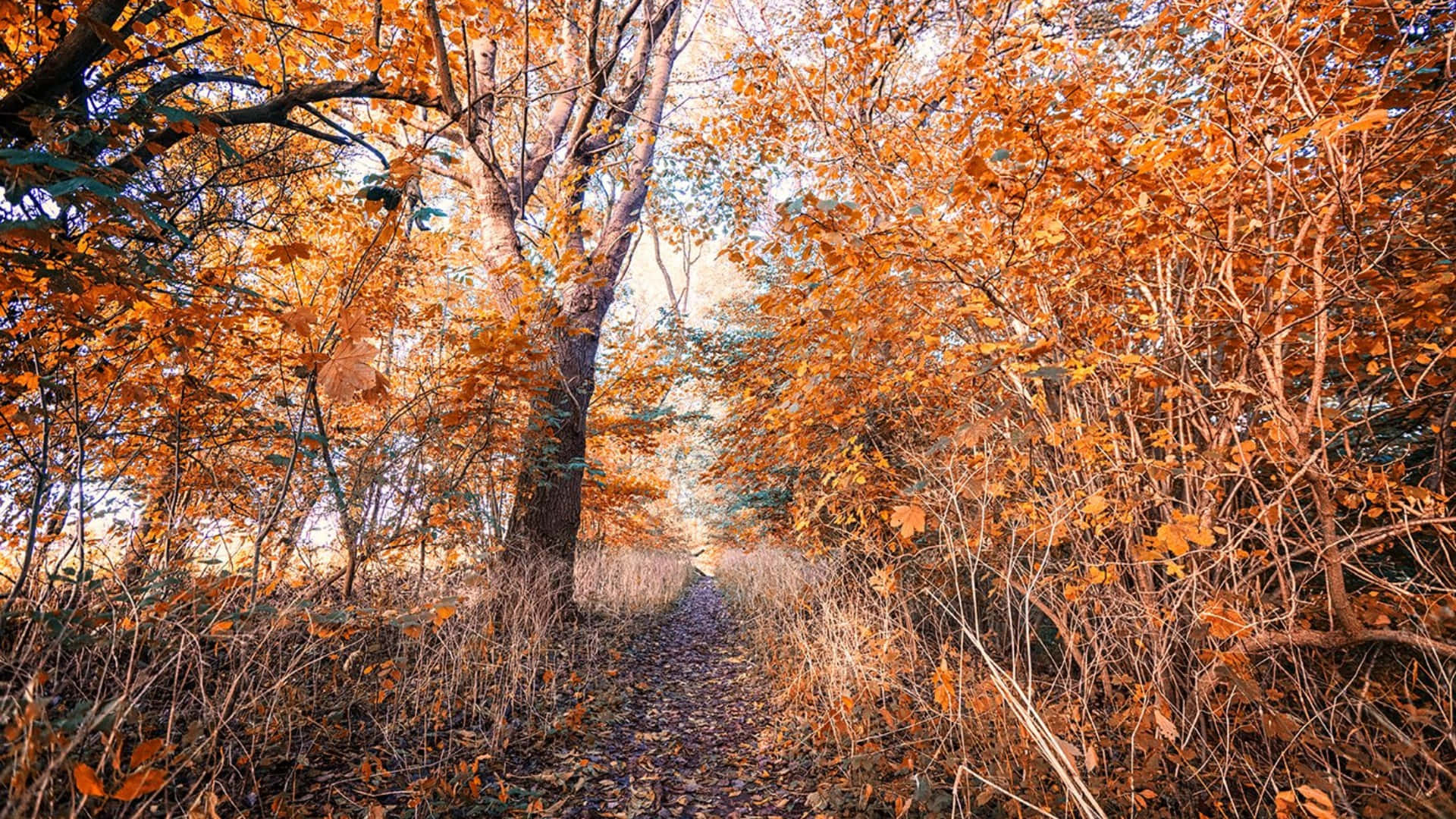 Orange Trees, Early Fall, golden autumn trees, Full HD Desktop Wallpaper