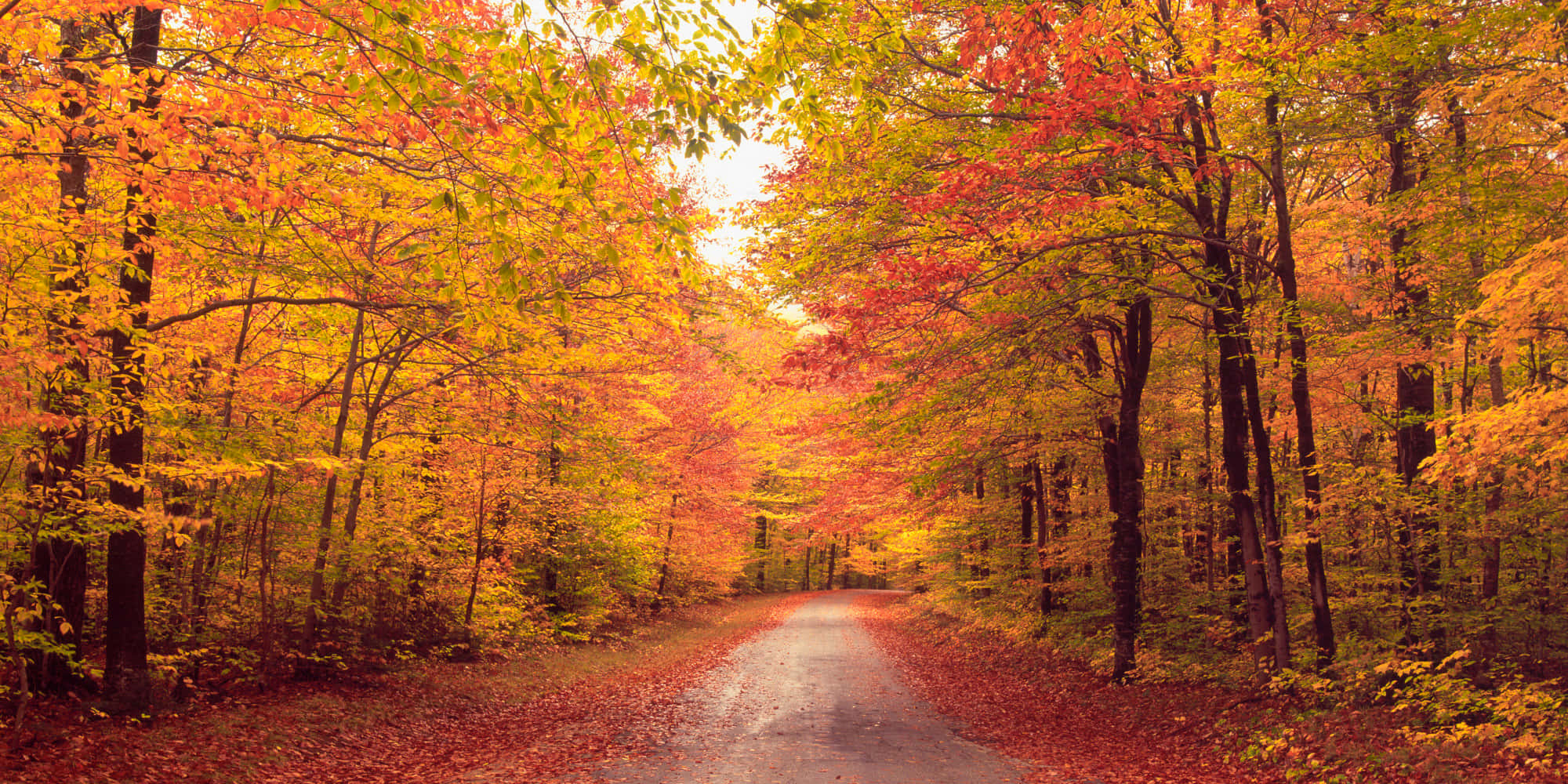 Early Fall, forest road, golden autumn light, Full HD Desktop Wallpaper