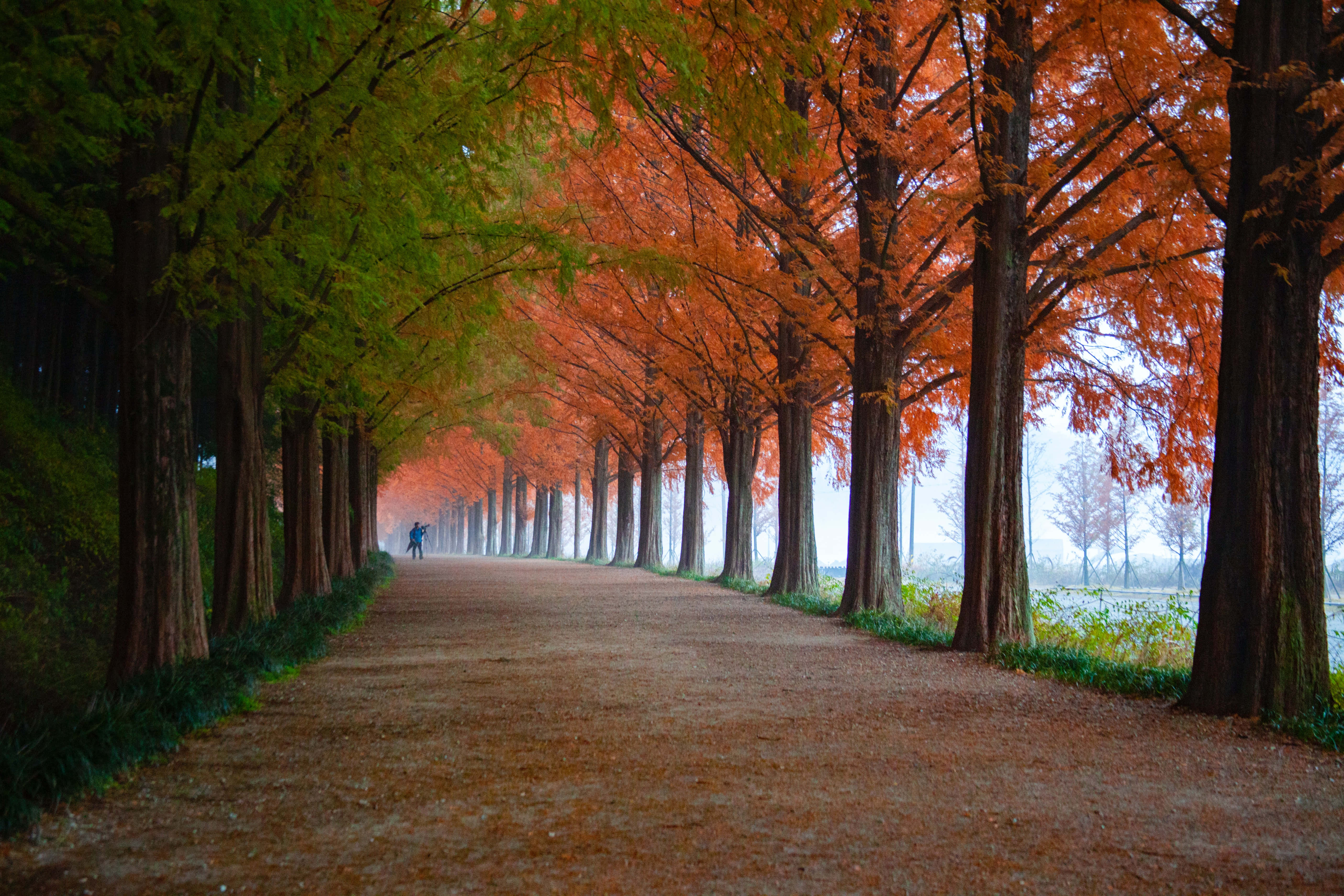early fall, autumn, misty path, 5K Desktop Wallpaper