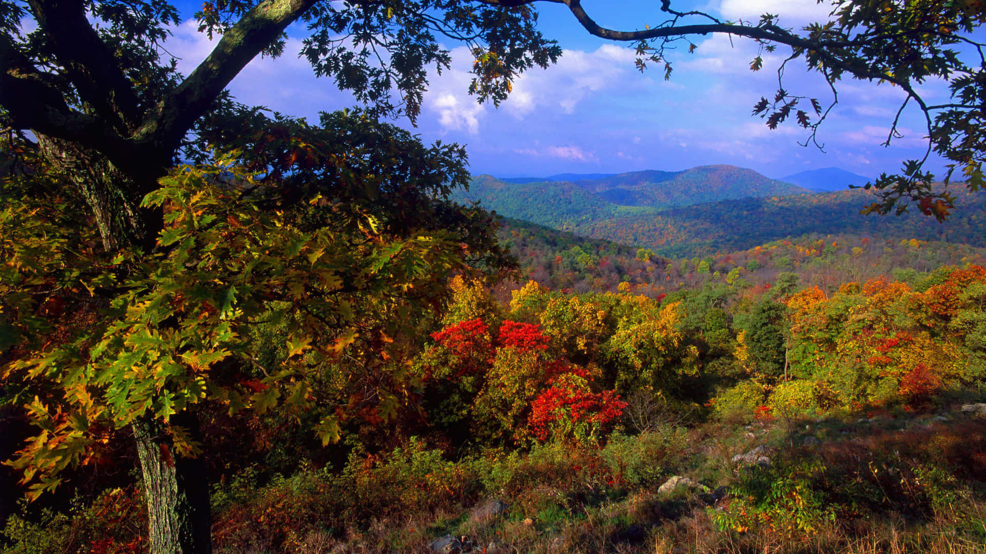 early fall, autumn forest, fiery red leaves, Full HD Desktop Wallpaper