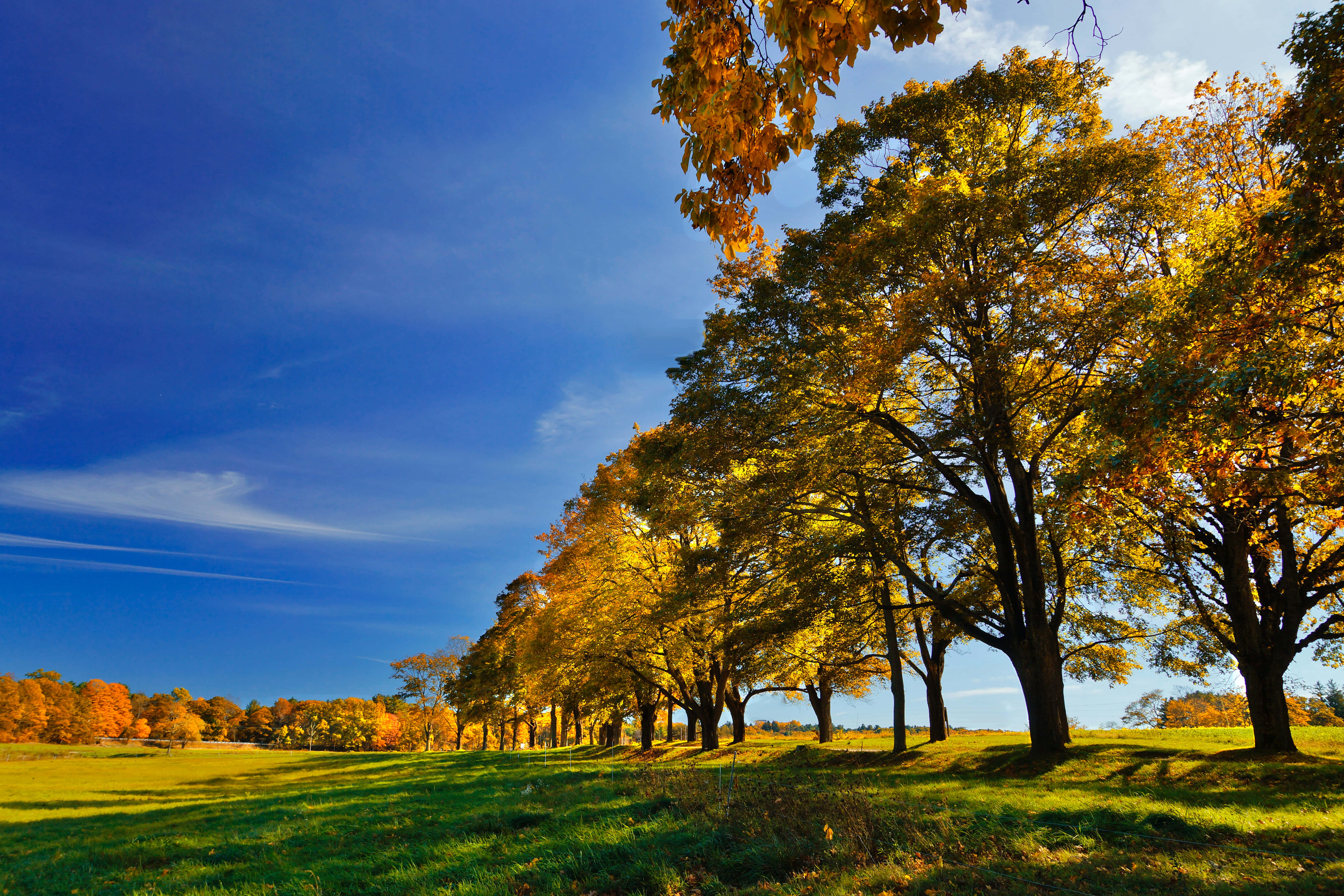 early fall, golden autumn trees, sunlit green field, 5K Desktop Wallpaper