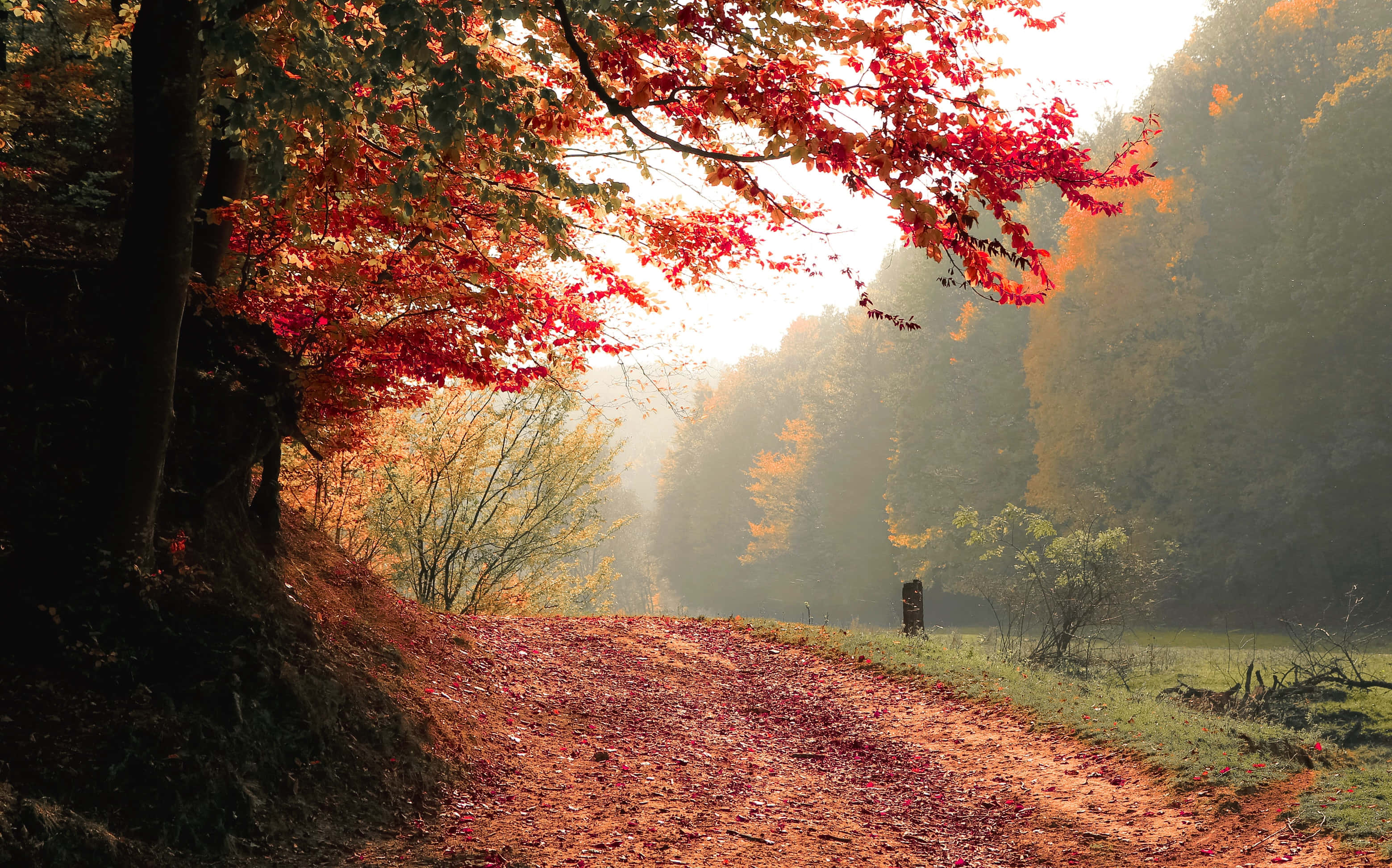 early fall, forest path, red leaves, 2K Desktop Wallpaper