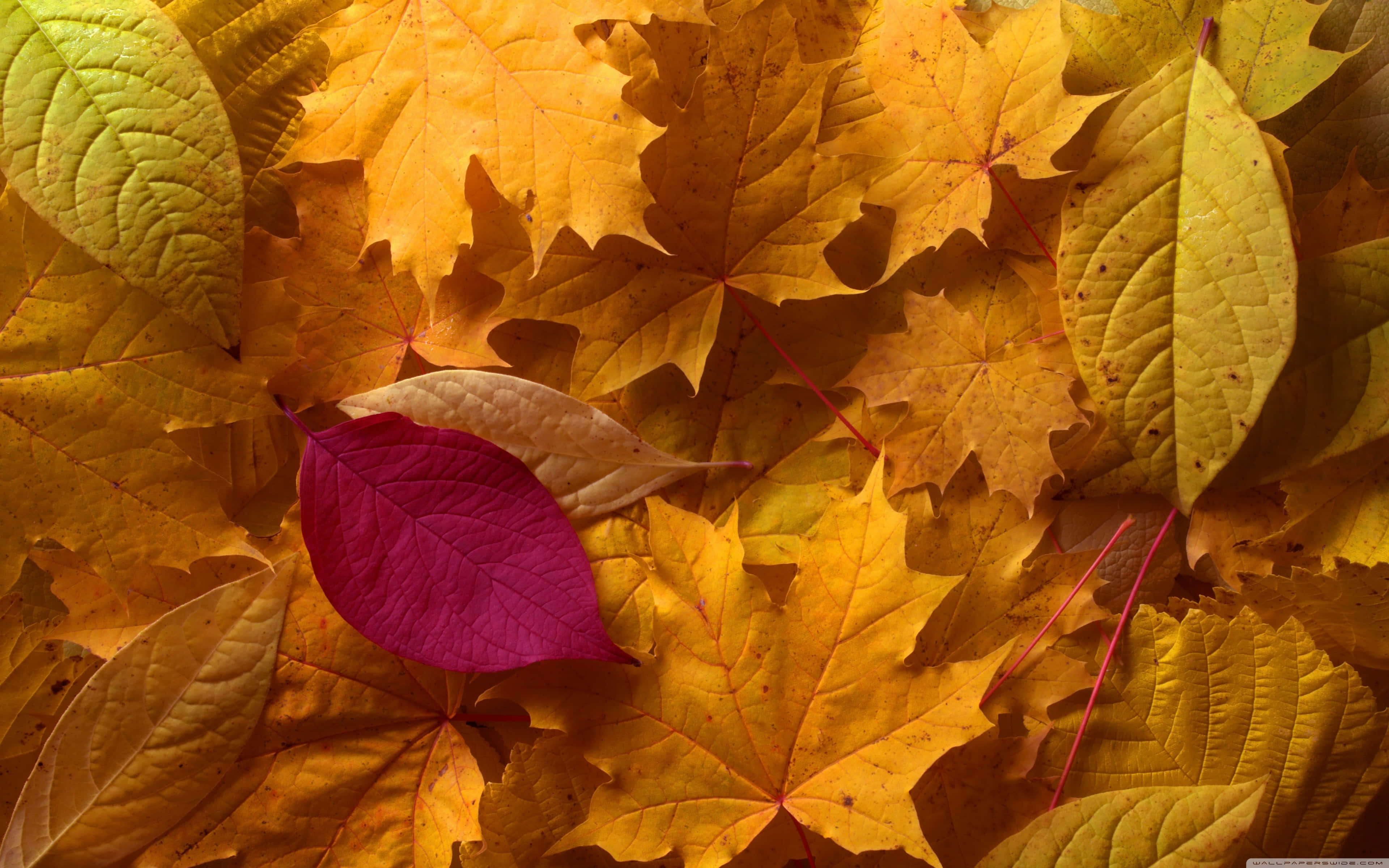 early fall, golden yellow, magenta leaf, 4K Desktop Wallpaper