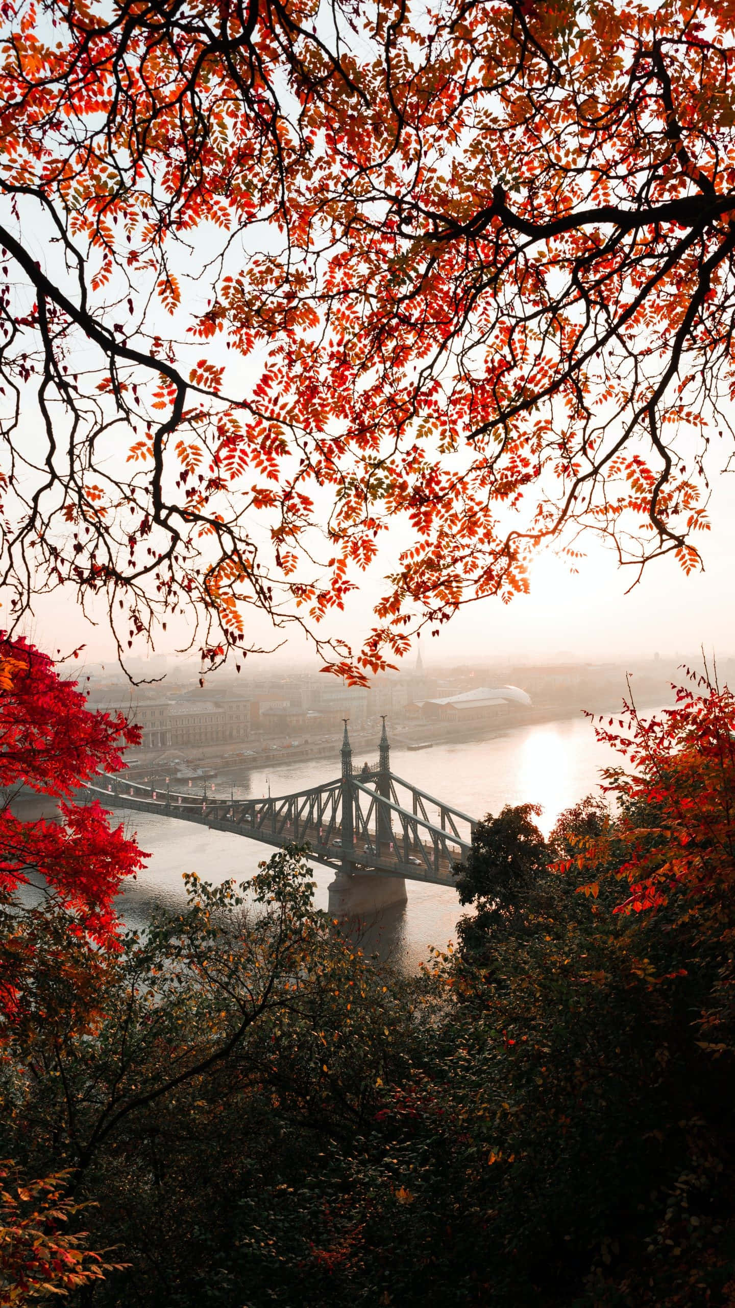 Red Tree, Early Fall, misty river bridge, 2K Phone Wallpaper