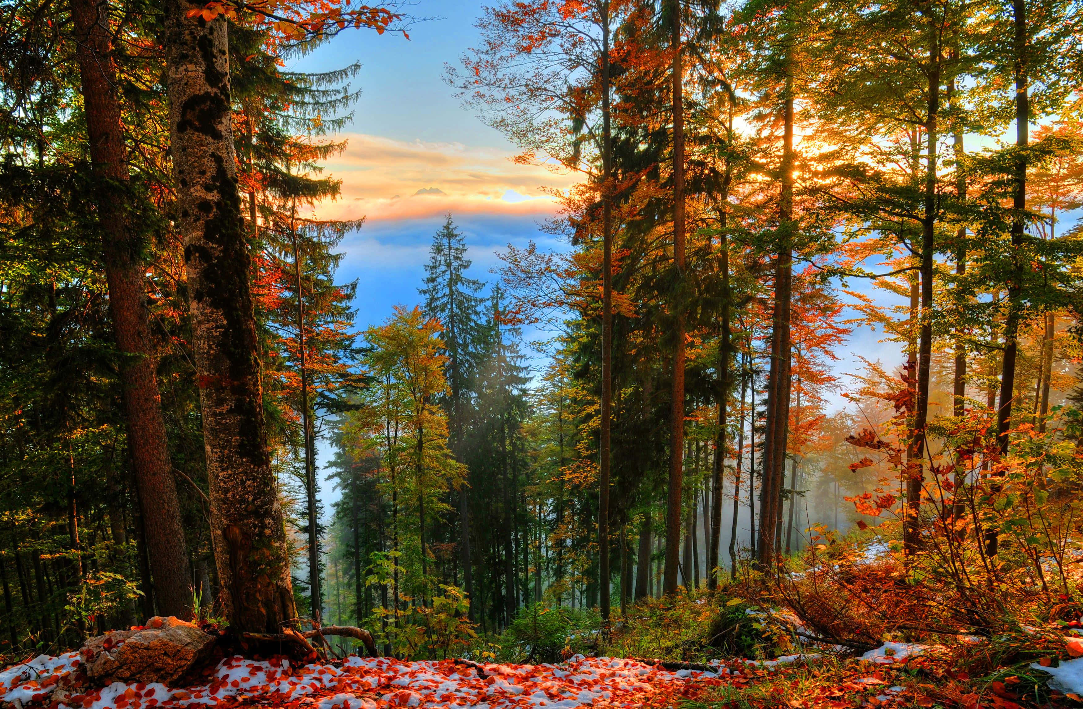 Early Fall, forest, lake, 2K Desktop Wallpaper