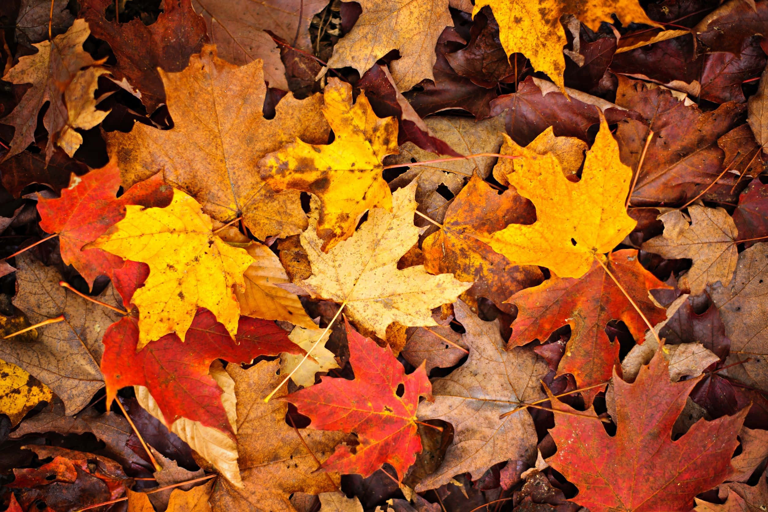 autumn maple leaves, red, yellow, Full HD Desktop Wallpaper