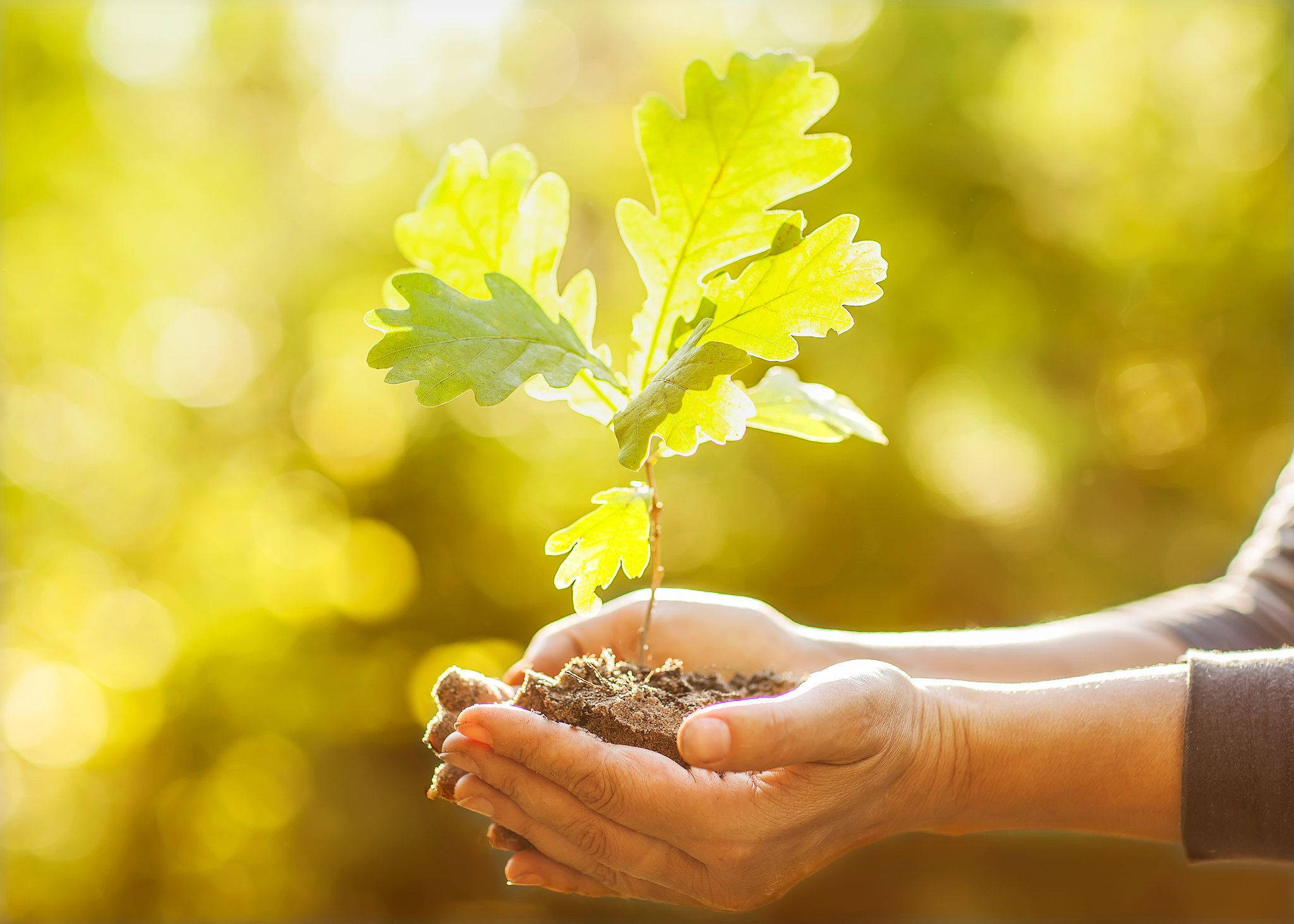 Earth Day, oak sapling, soil, Full HD Desktop Wallpaper
