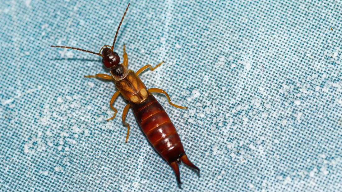 Earwig