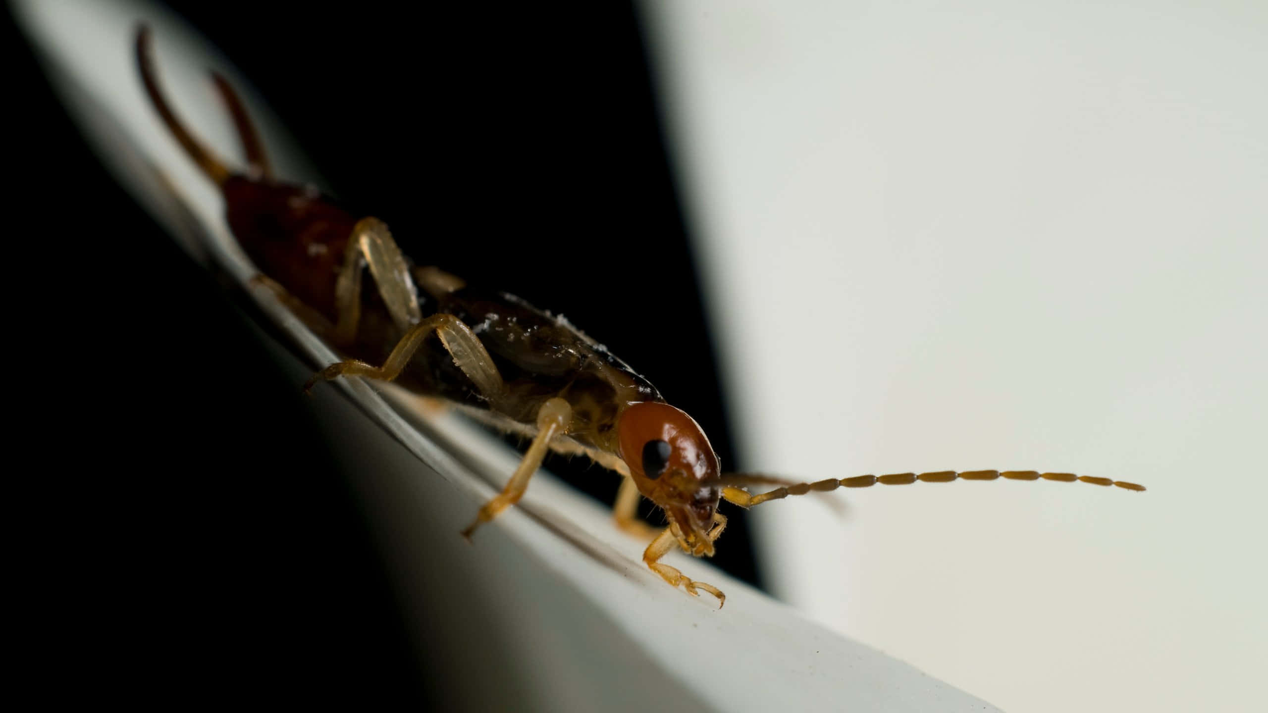 Earwig, white surface, dark background, 2K Desktop Wallpaper