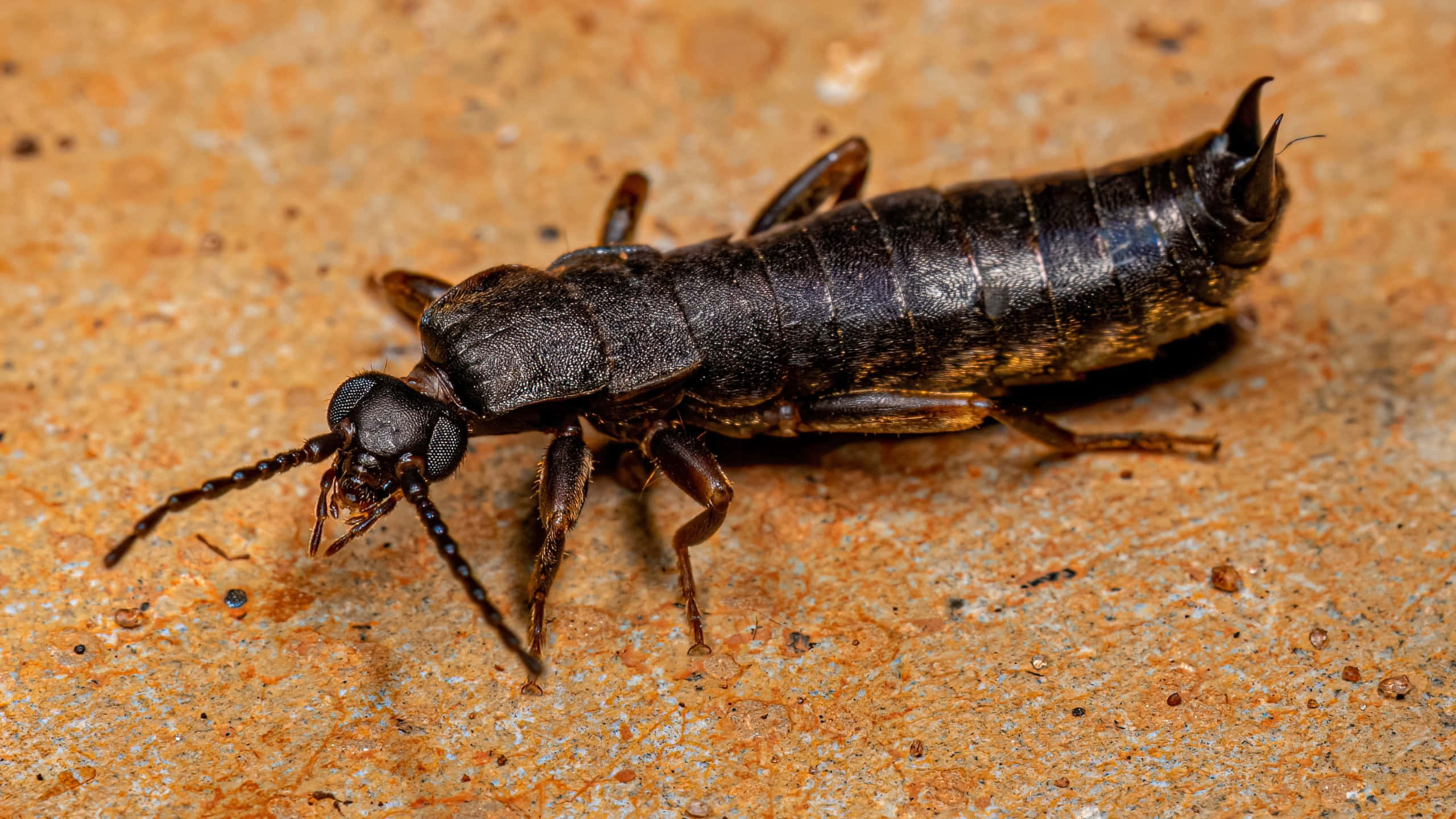 Earwig, dark brown, pincers, 2K Desktop Wallpaper