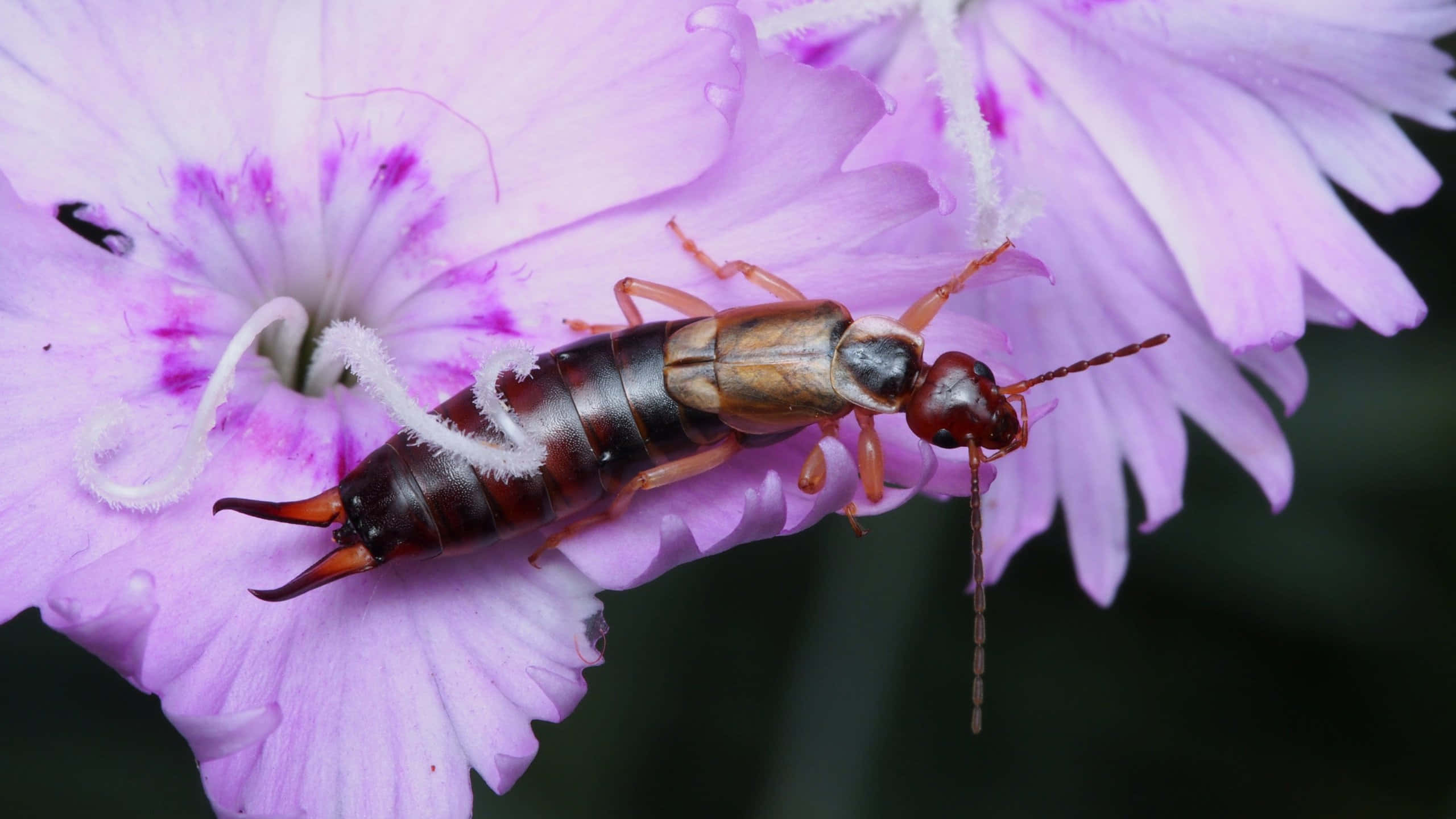 earwig, purple flower, soft pink flower, 2K Desktop Wallpaper