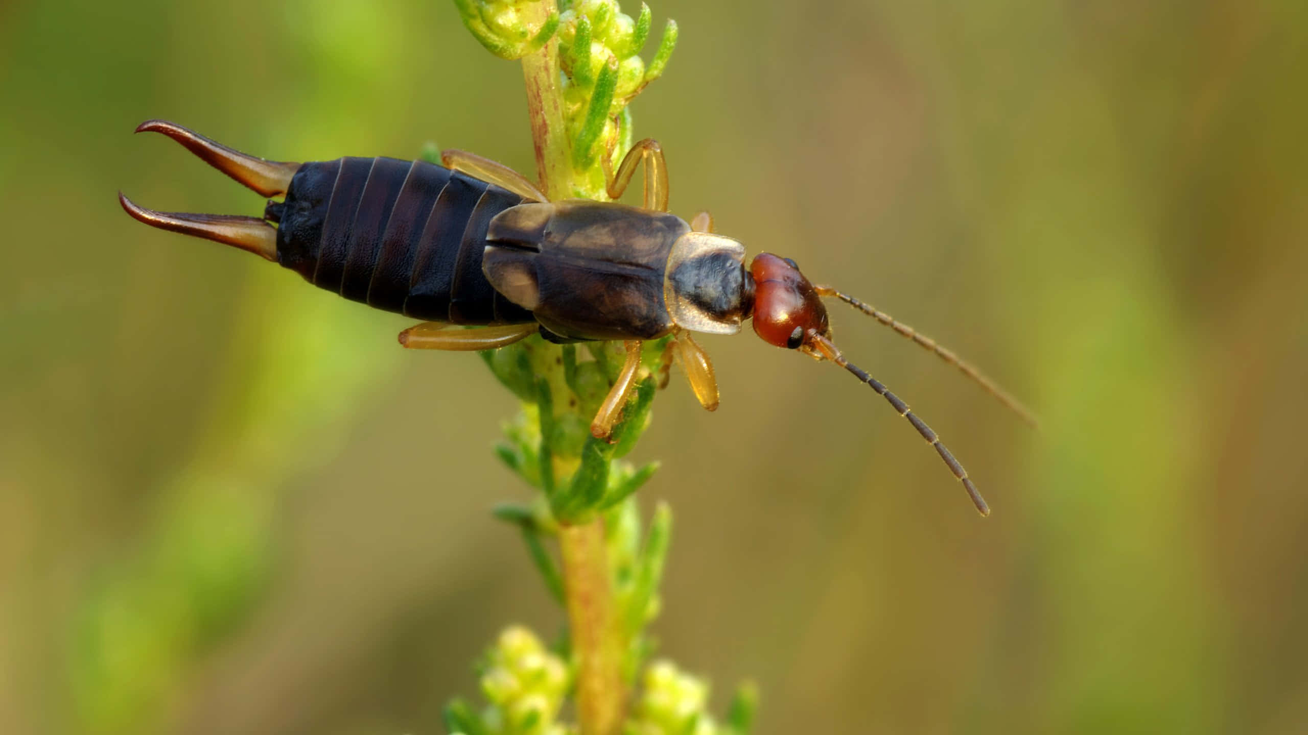 earwig, green plant stem, dark-bodied, 2K Desktop Wallpaper