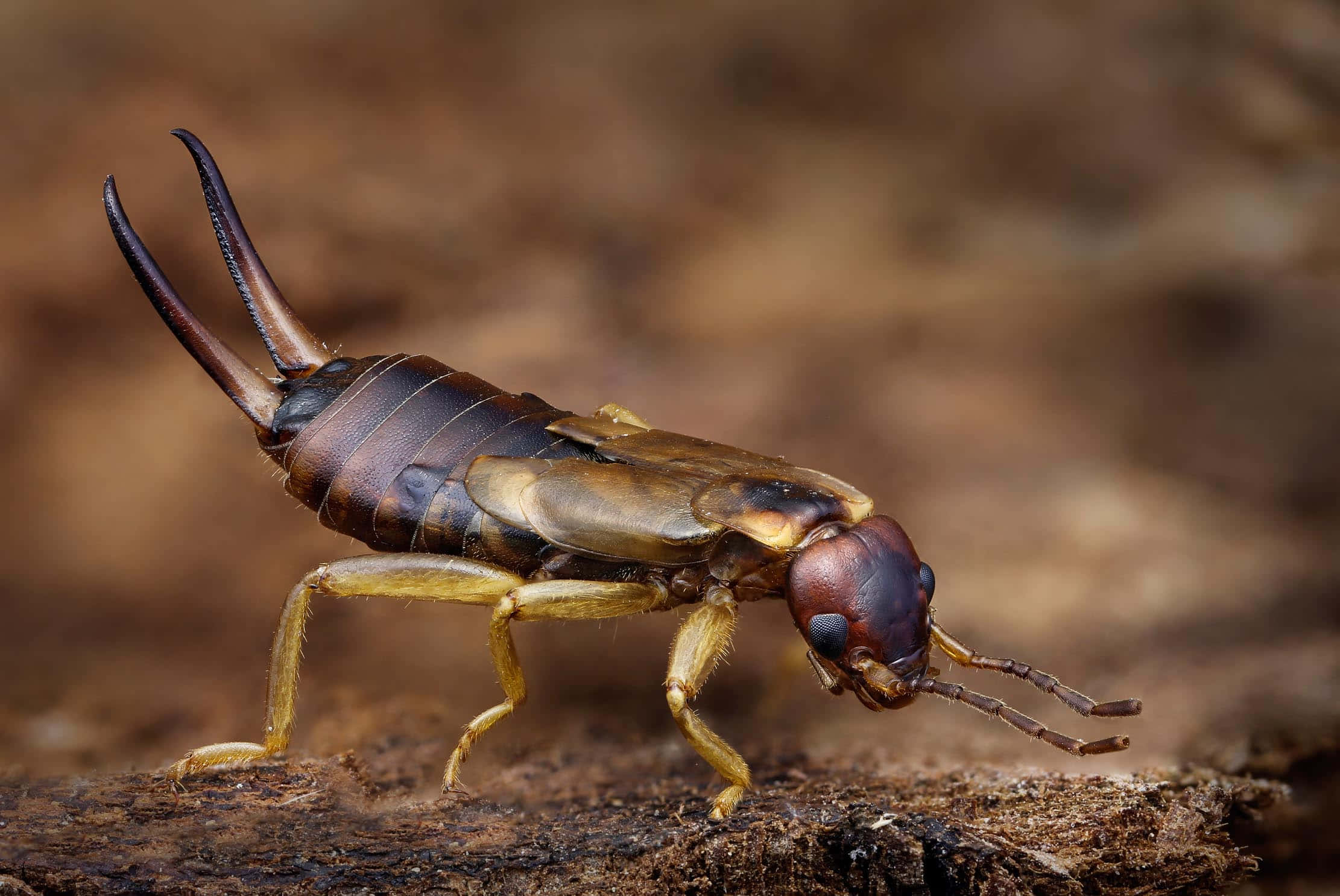 earwig, wooden surface, rough bark, Full HD Desktop Wallpaper