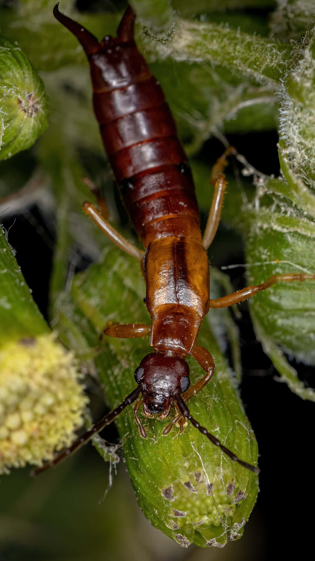 earwig, green leaf, fuzzy green plant stem, Full HD Phone Wallpaper