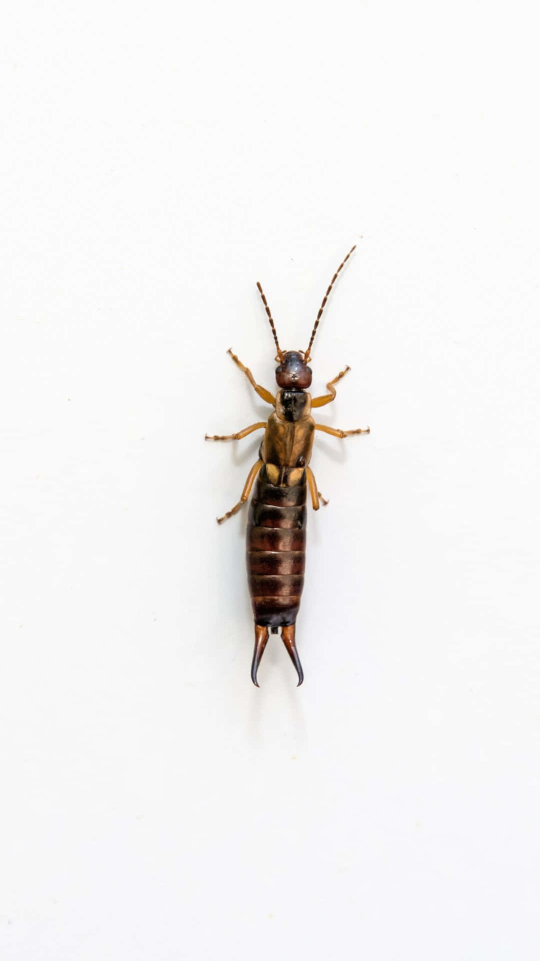 earwig, brown, pincers, Full HD Phone Wallpaper