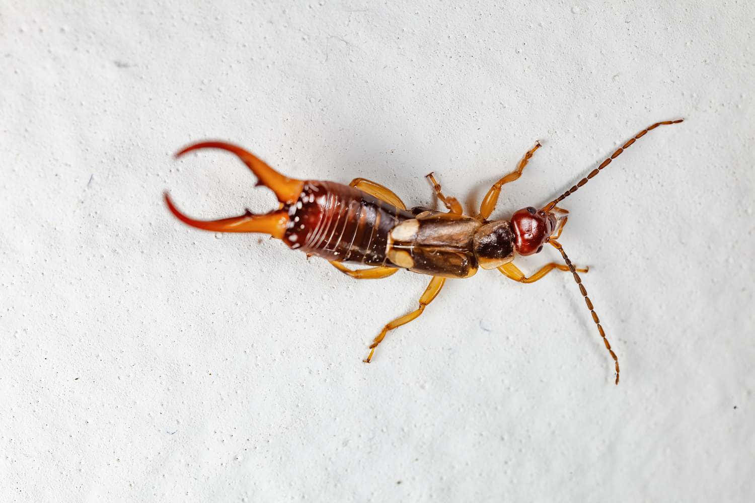 earwig, pincers, textured white wall, HD Desktop Wallpaper