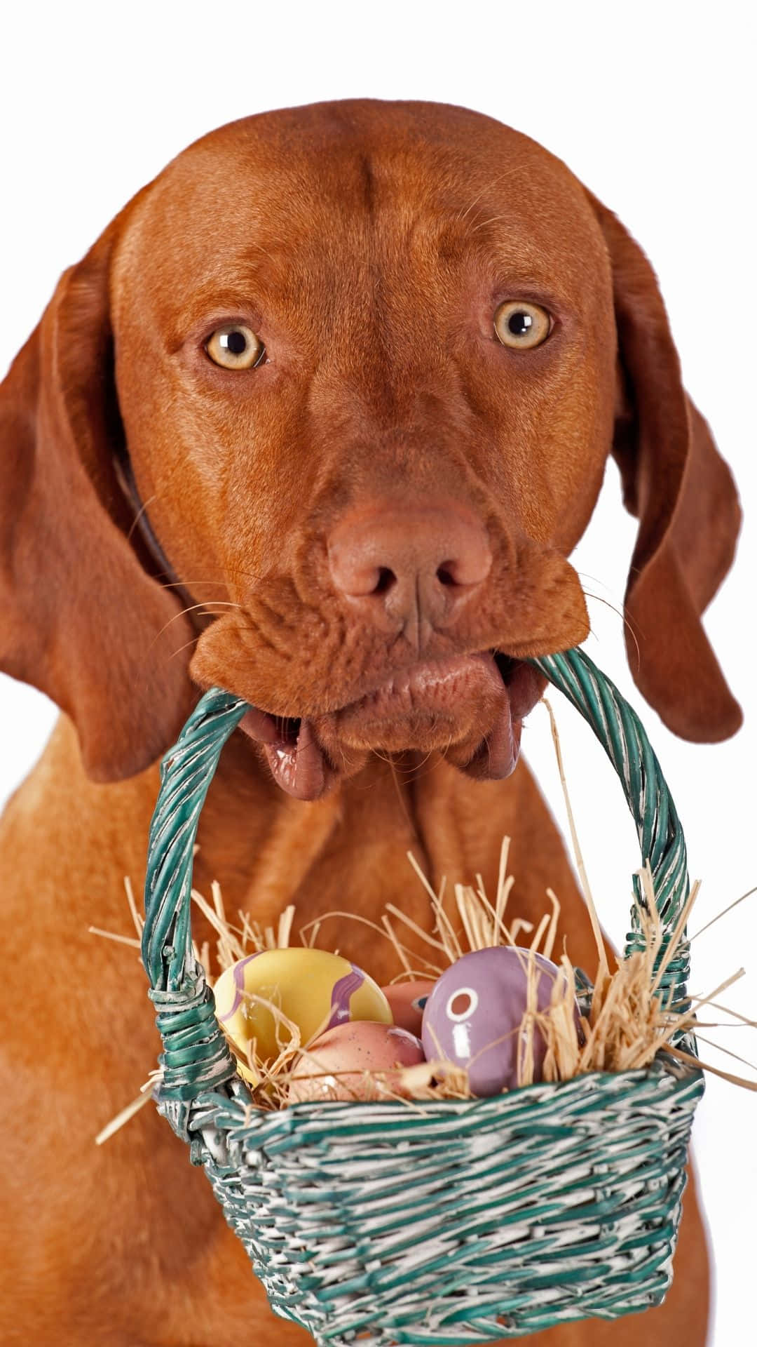 brown dog, green wicker basket, colorful Easter eggs, Full HD Phone Wallpaper