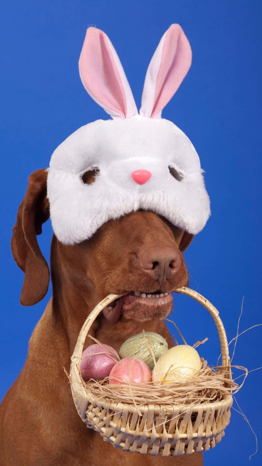 brown dog, white bunny mask, wicker basket, Full HD Phone Wallpaper