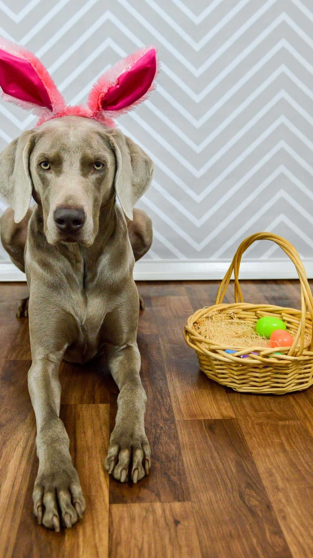 Weimaraner, pink bunny ears, wicker Easter basket, Full HD Phone Wallpaper